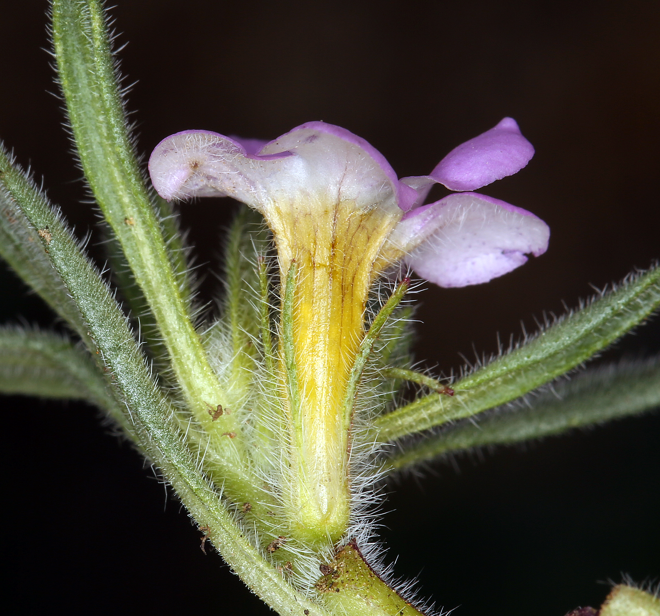 <i>Nama aretioides var. multiflora</i>