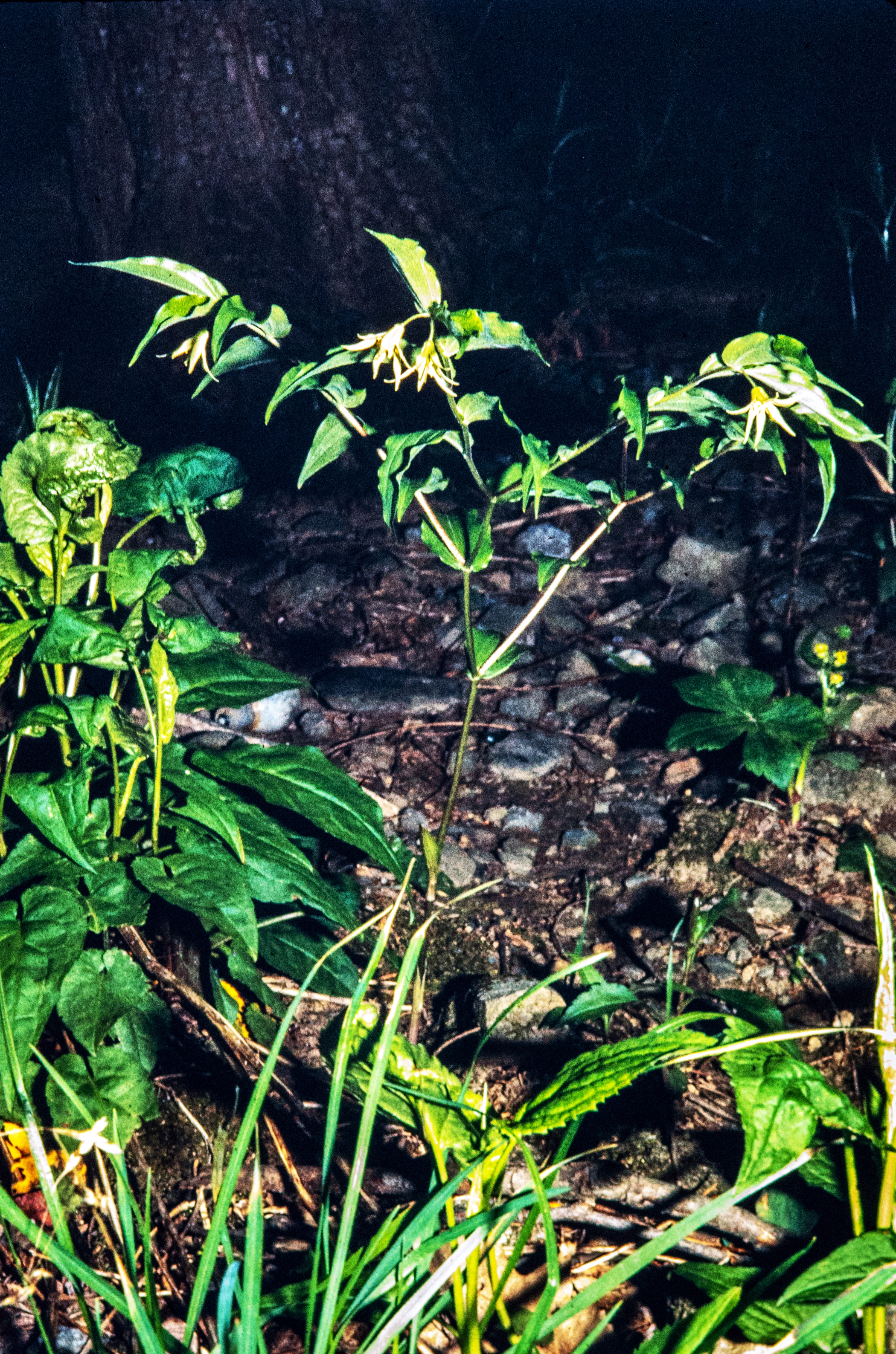 <i>Prosartes lanuginosa</i>; Yellow Mandarin