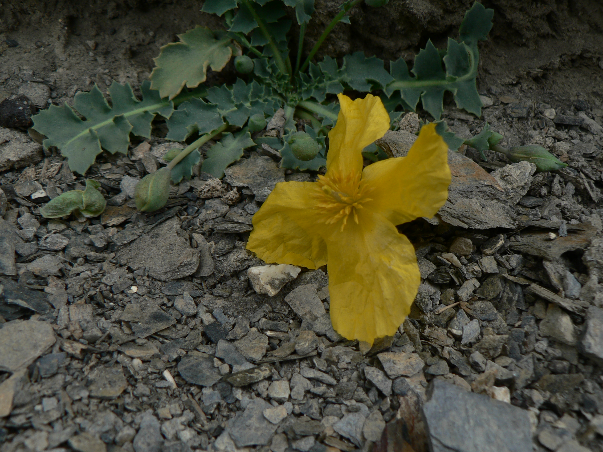 <i>Dicranostigma lactucoides</i>; Himalayan Horned Poppy