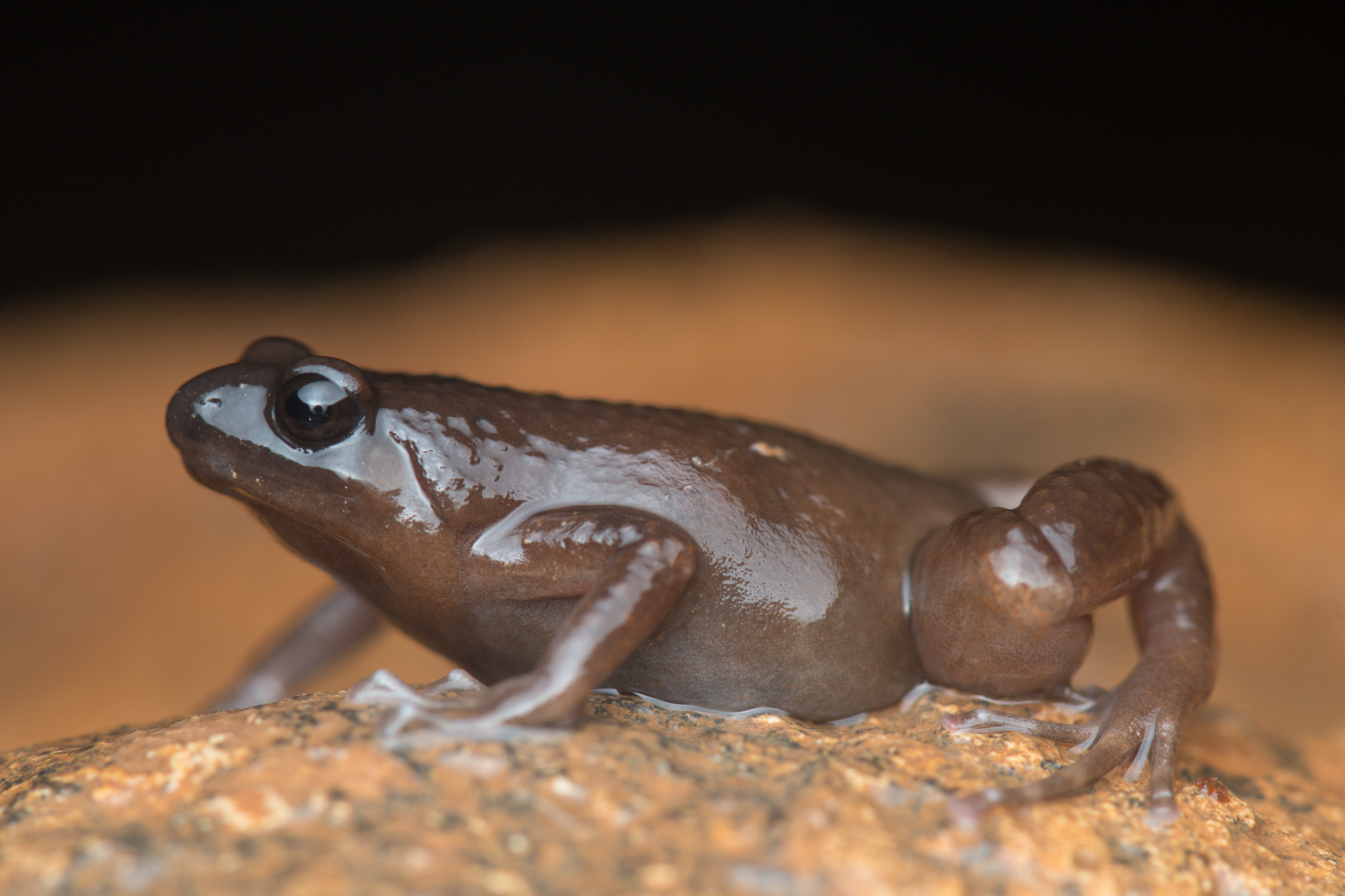 <i>Siamophryne troglodytes</i>; Tenasserim Cave Frog