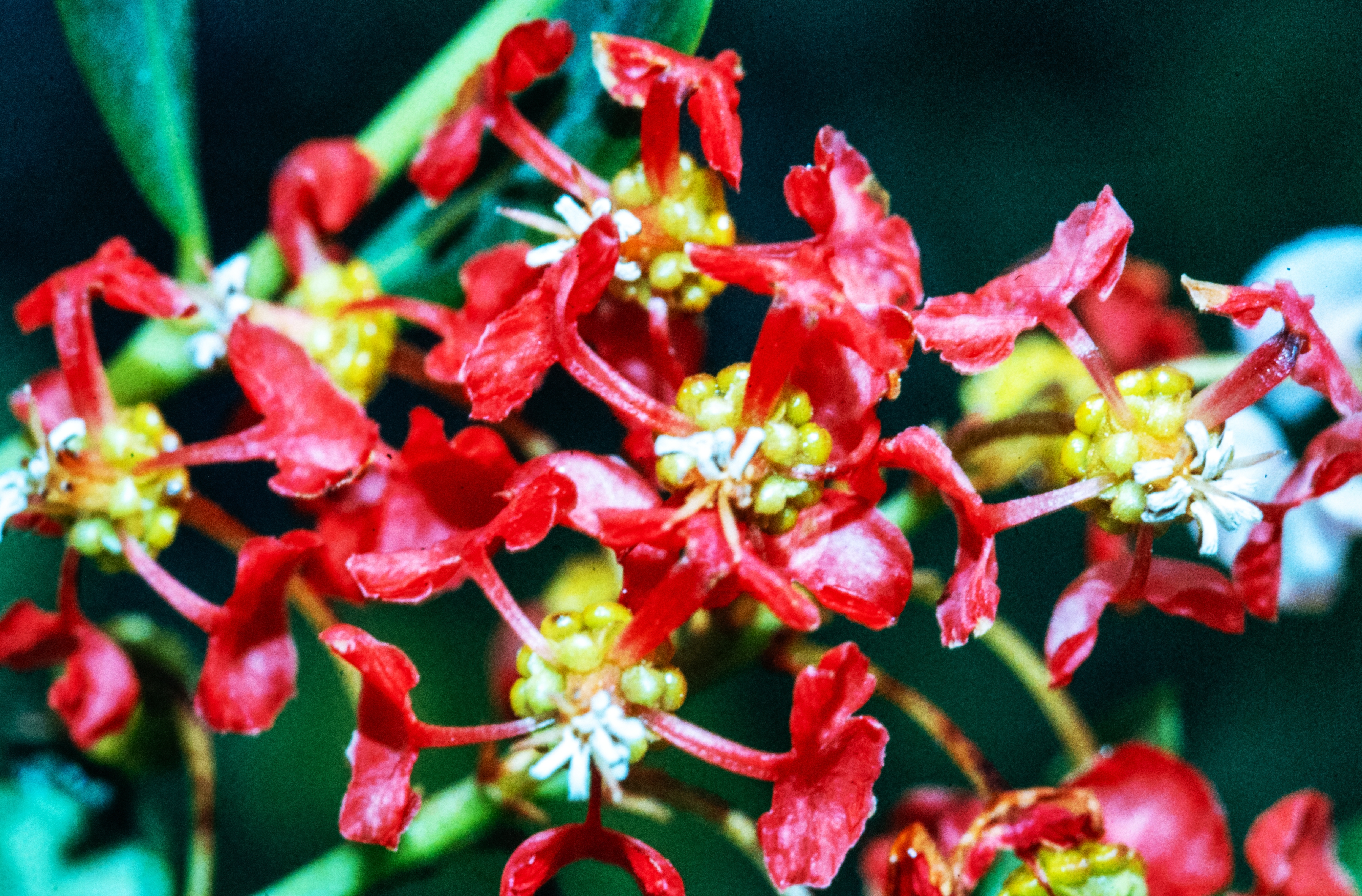 <i>Byrsonima lucida</i>; Long Key Locustberry