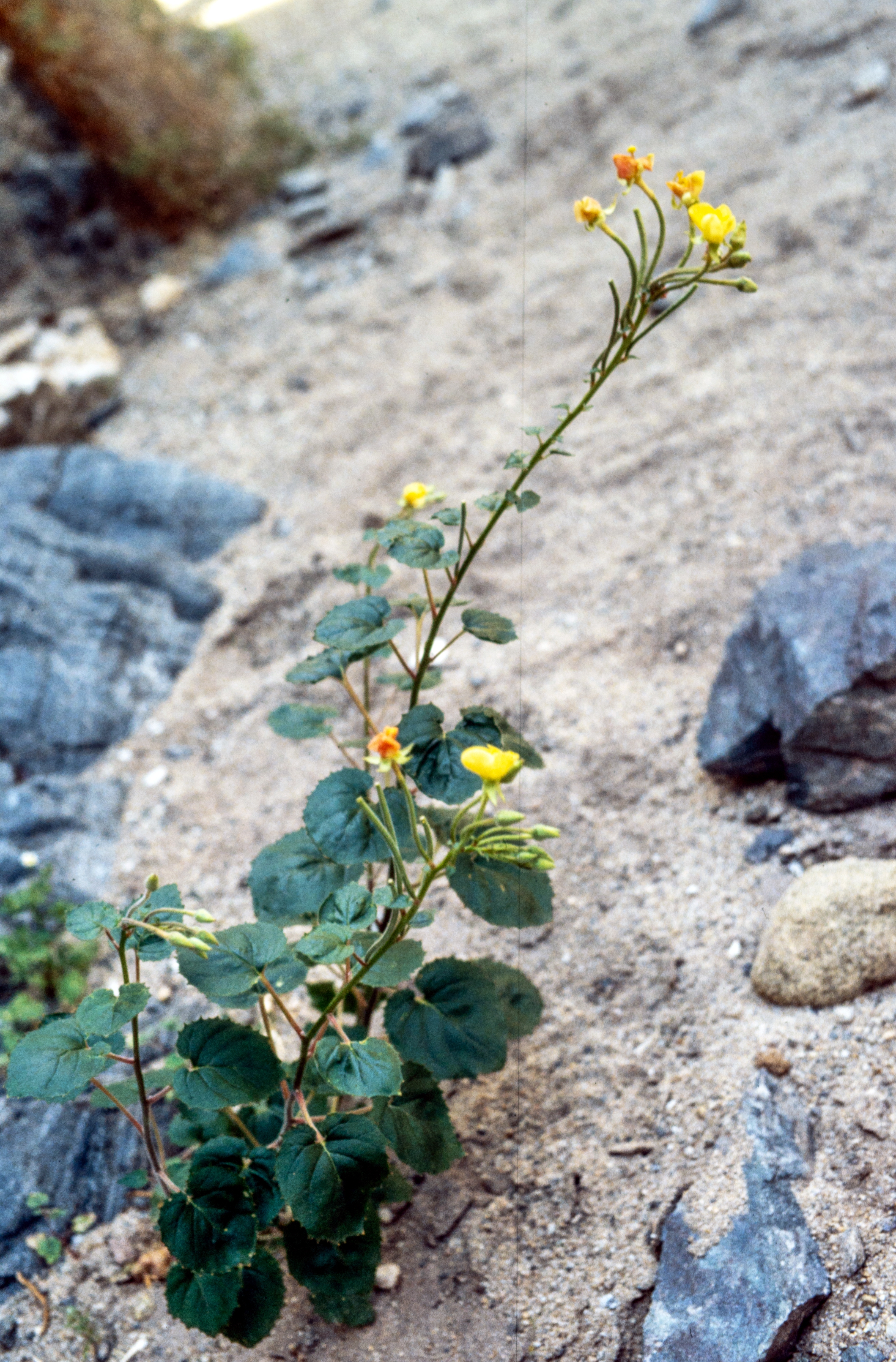 <i>Chylismia cardiophylla</i>; Heart-leaved Primrose