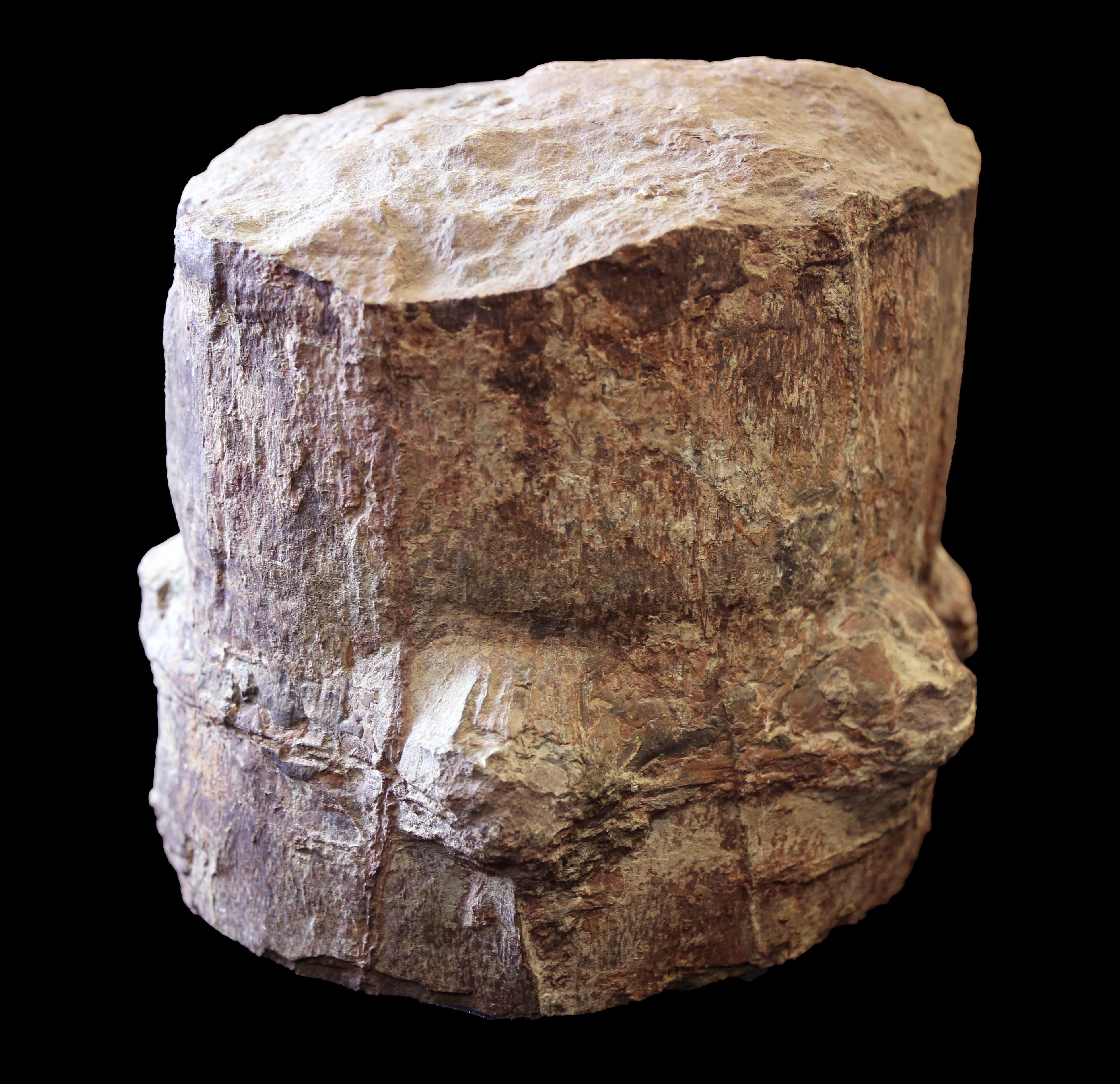 <i>Neocalamites virginiensis</i>