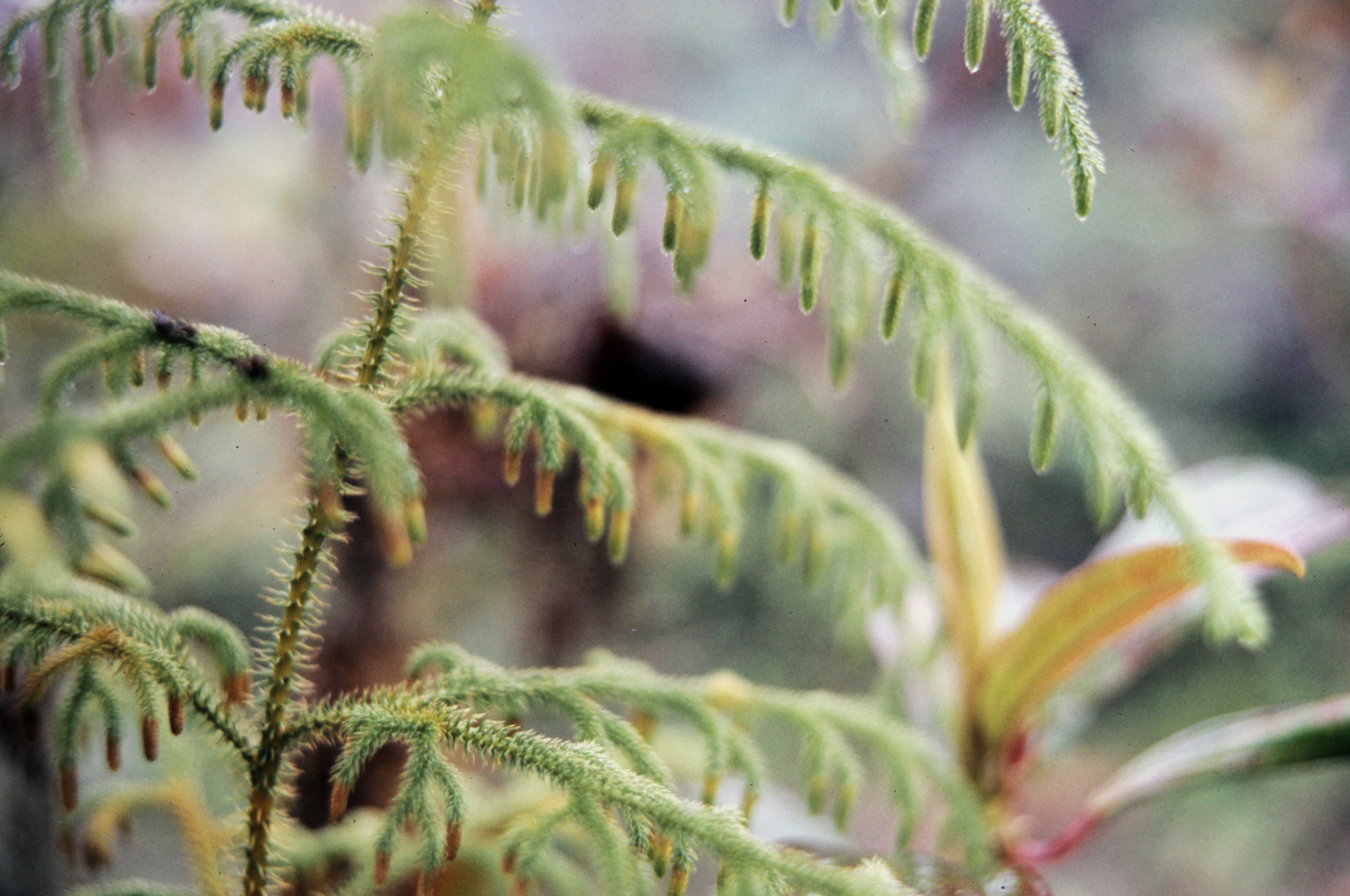 <i>Lycopodiella cernua</i>; Staghorn Clubmoss