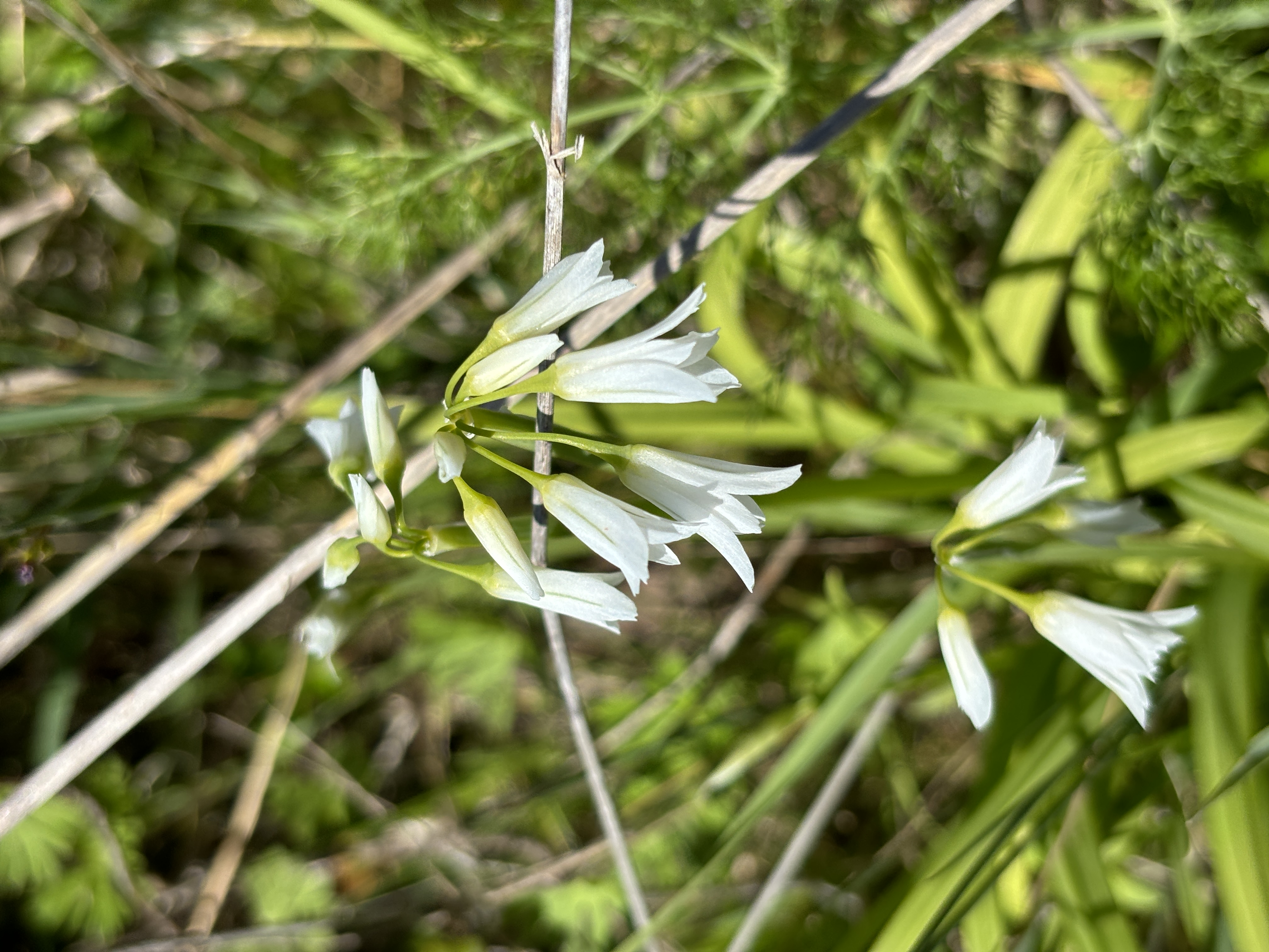 <i>Allium triquetrum</i>; White Flowered Onion