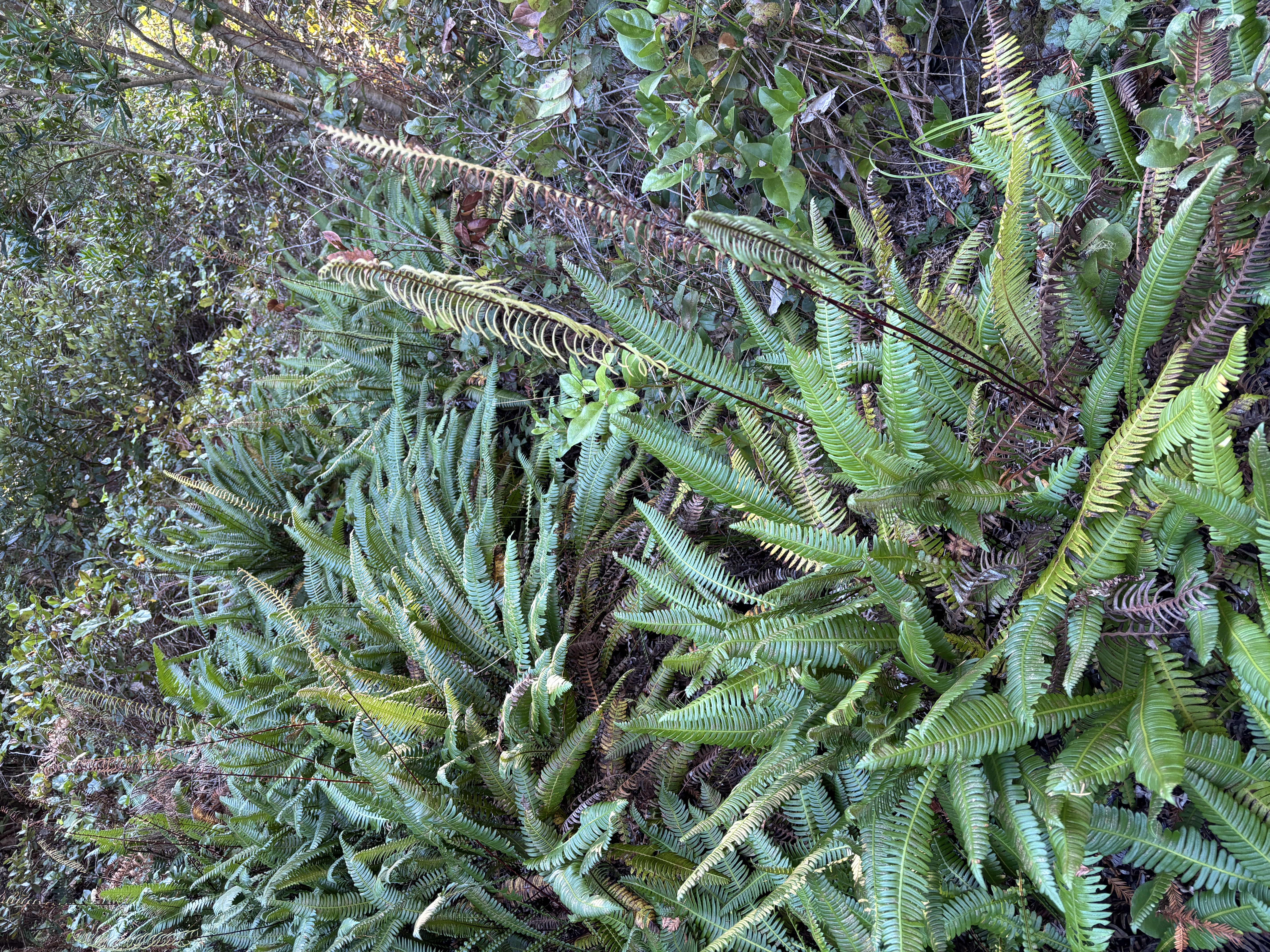 <i>Struthiopteris spicant</i>; Deer Fern