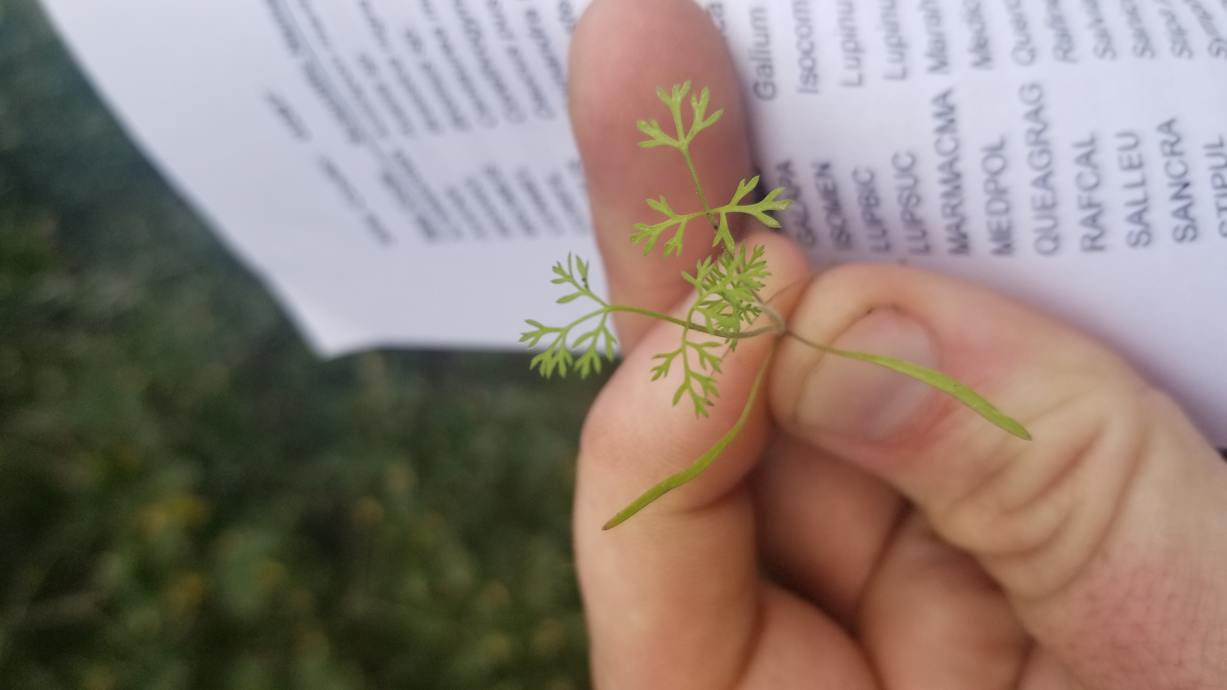 <i>Yabea microcarpa</i>; California Hedge Parsley