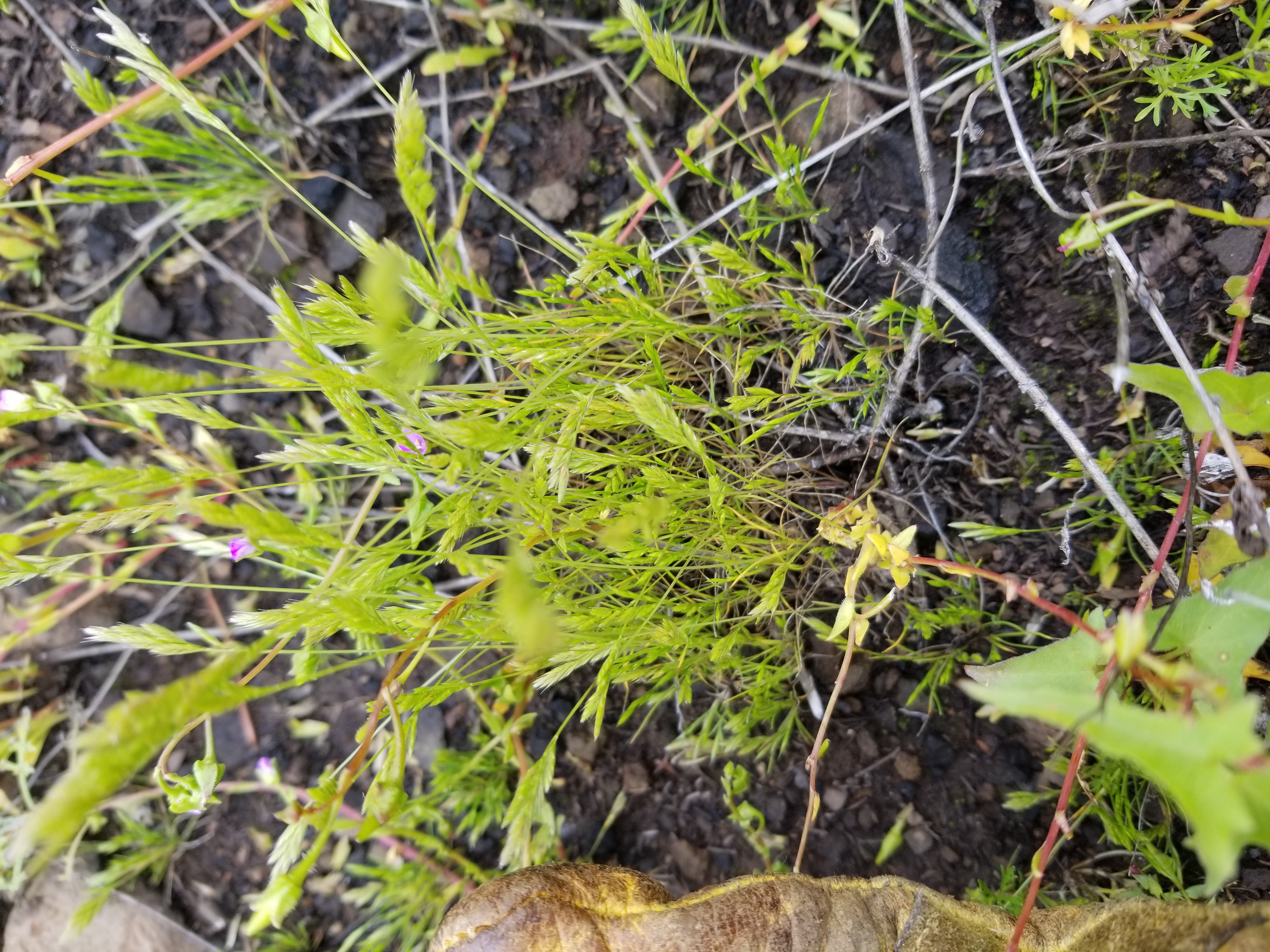 <i>Festuca octoflora</i>; Sixweeks Grass
