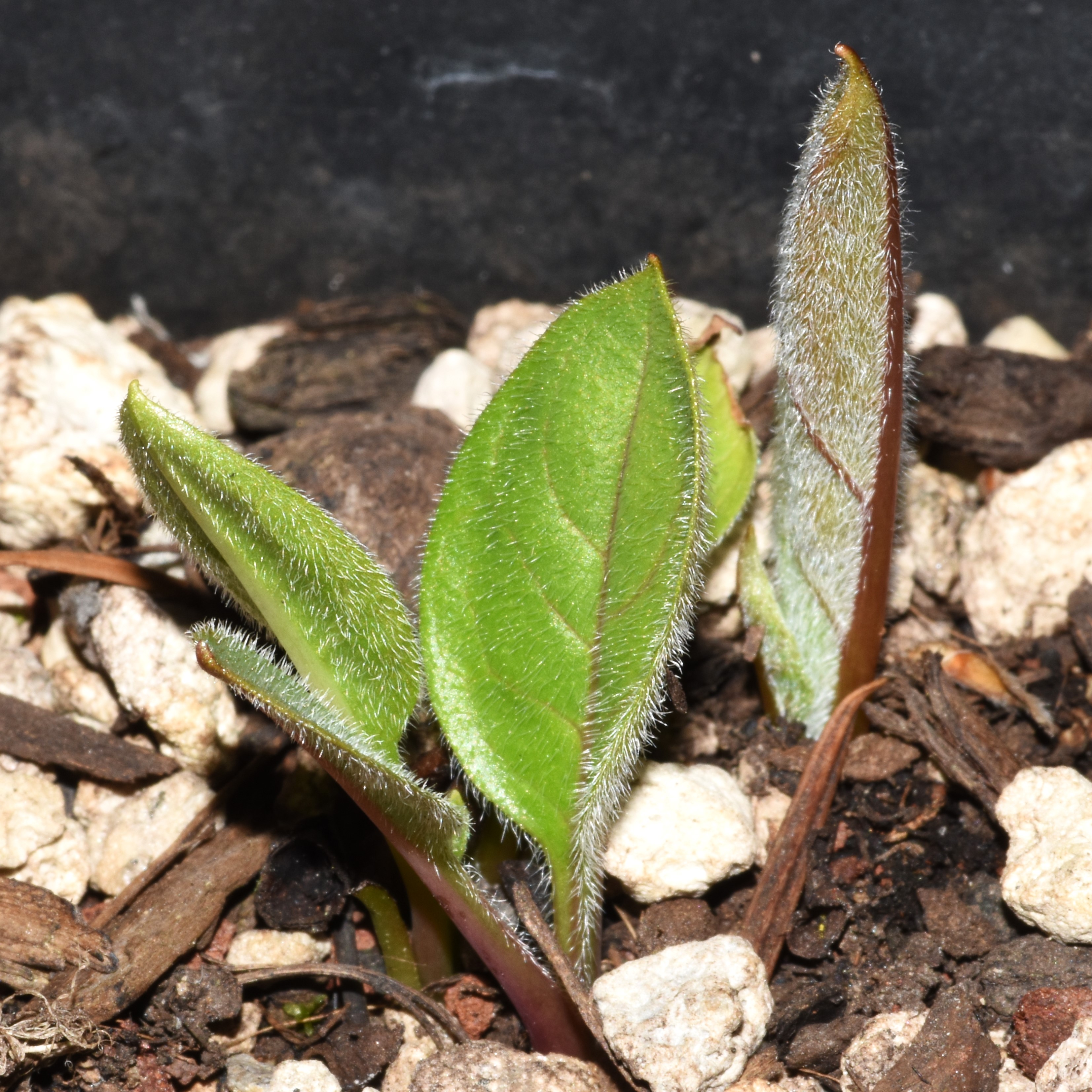 <i>Adelinia grandis</i>