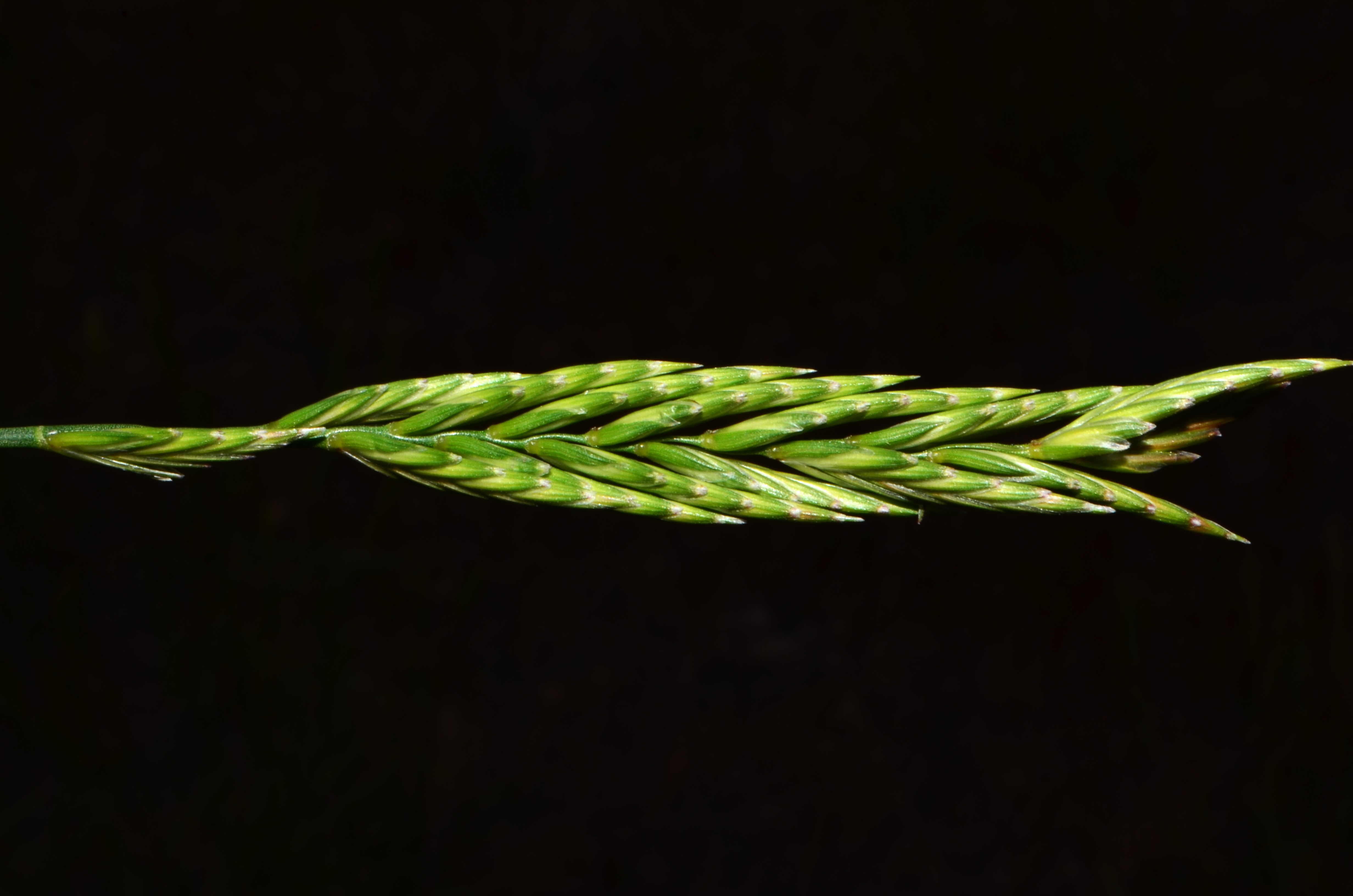 <i>Agropyron cristatum</i>