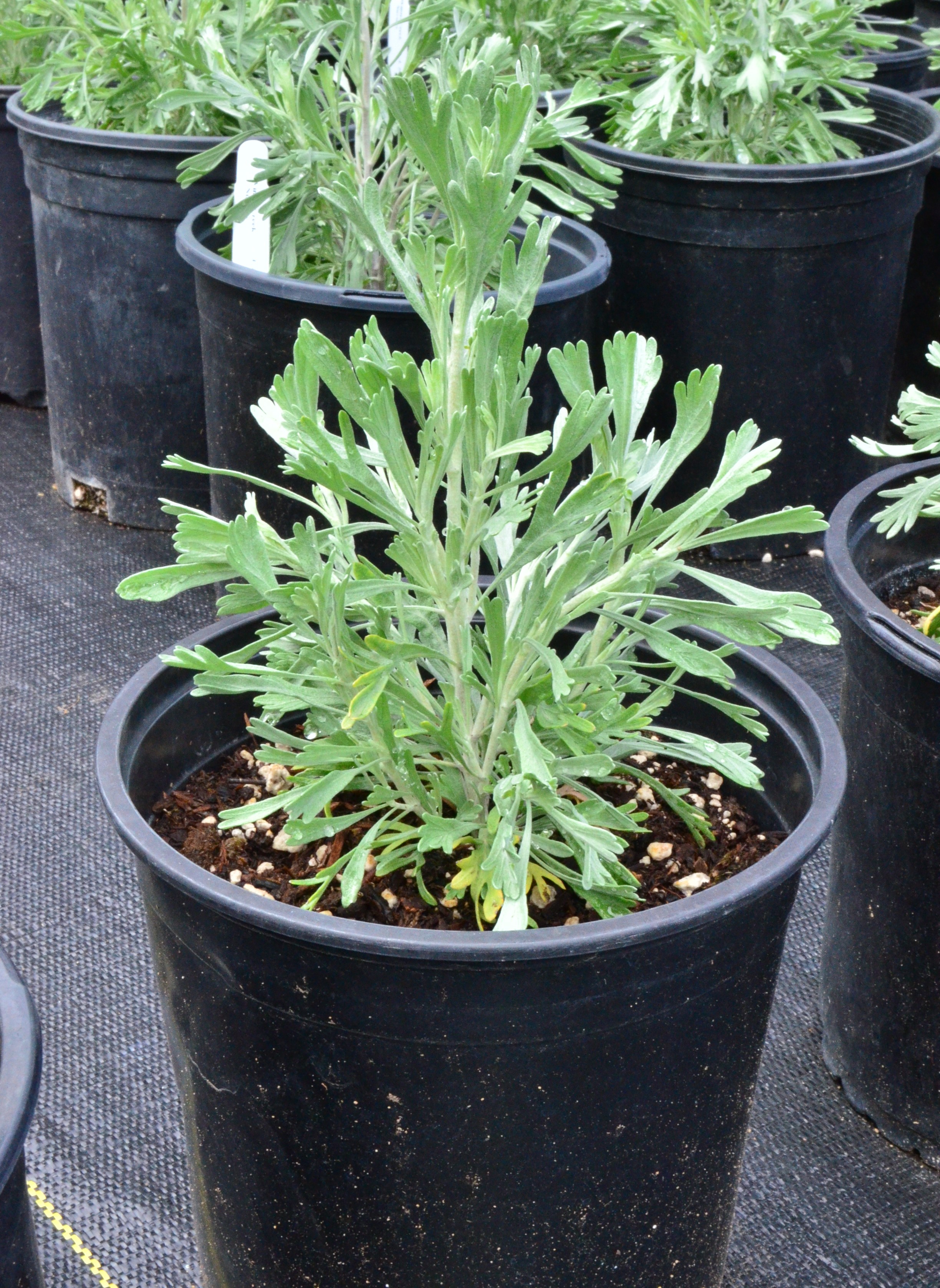 <i>Artemisia tridentata ssp. tridentata</i>