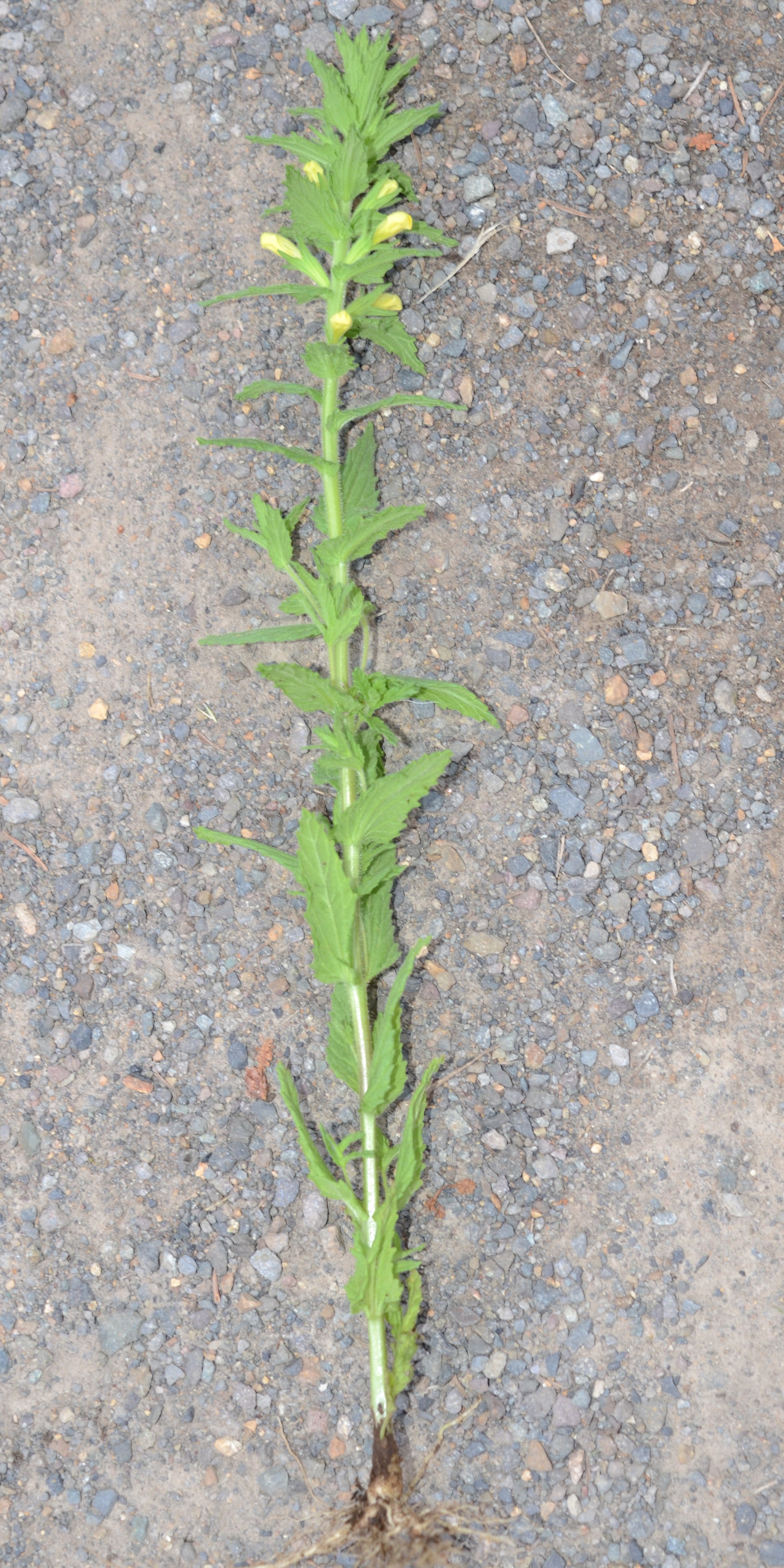 <i>Parentucellia viscosa</i>