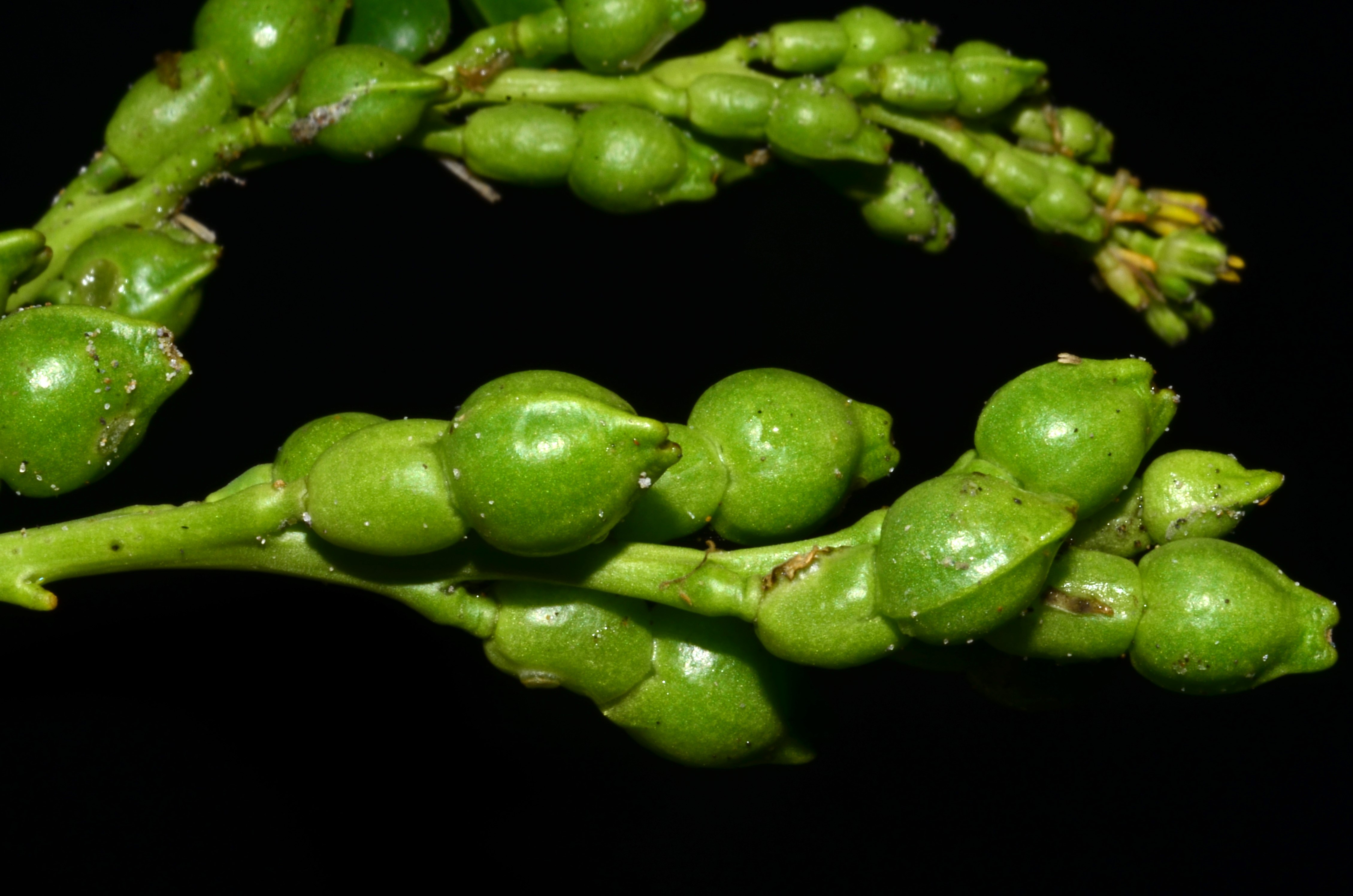 <i>Cakile edentula ssp. edentula</i>