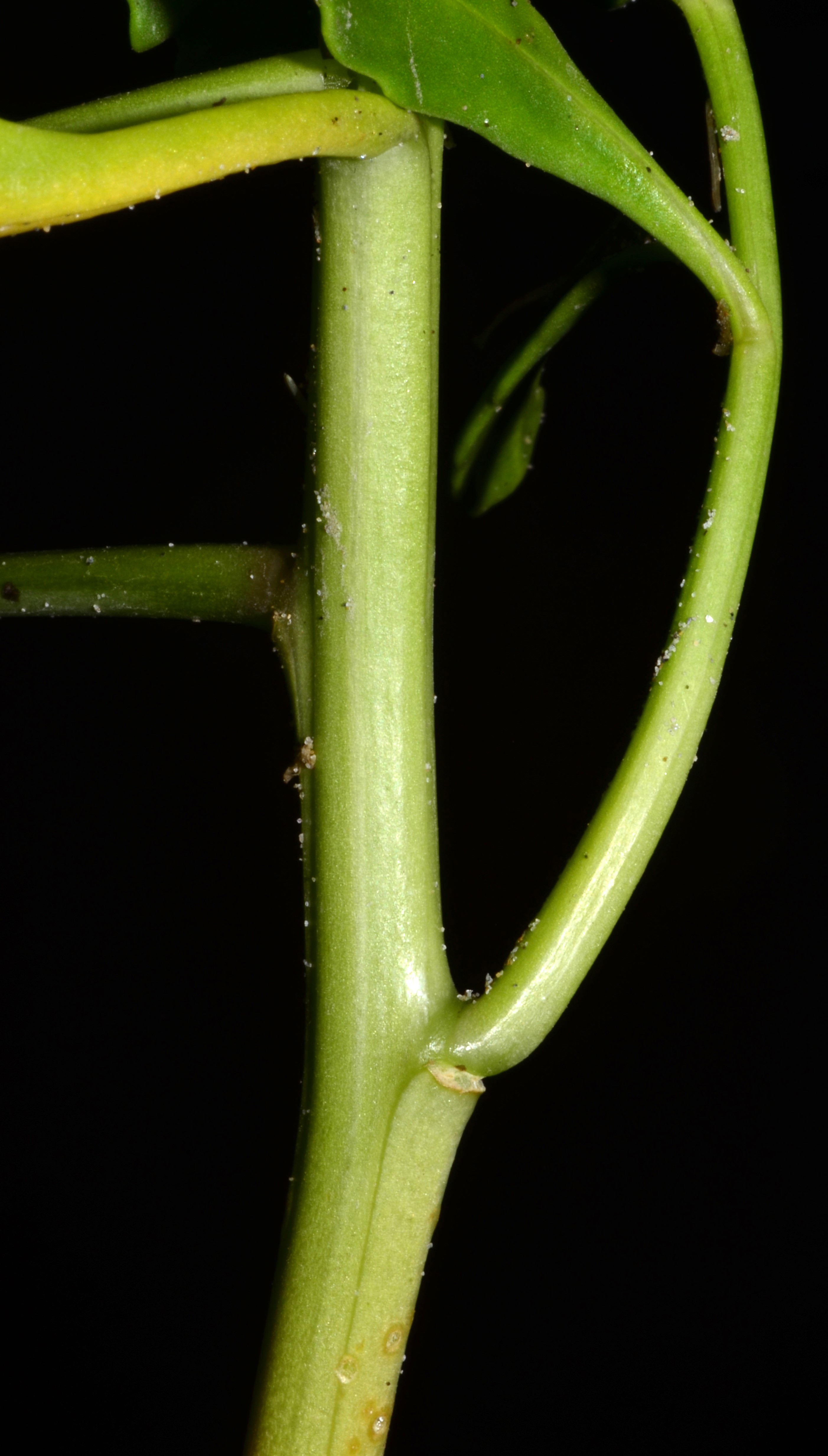 <i>Cakile edentula ssp. edentula</i>