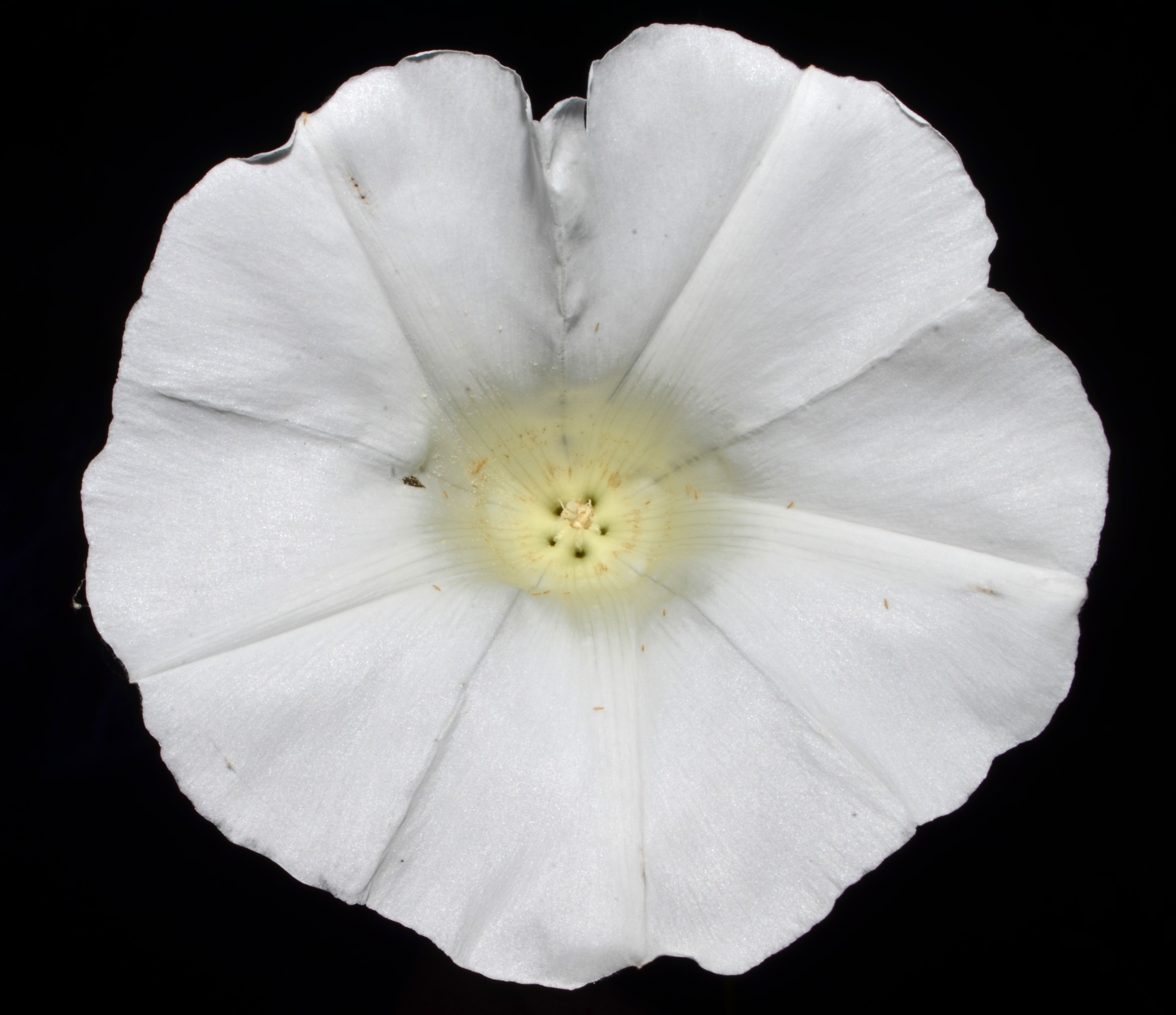 <i>Calystegia silvatica ssp. disjuncta</i>