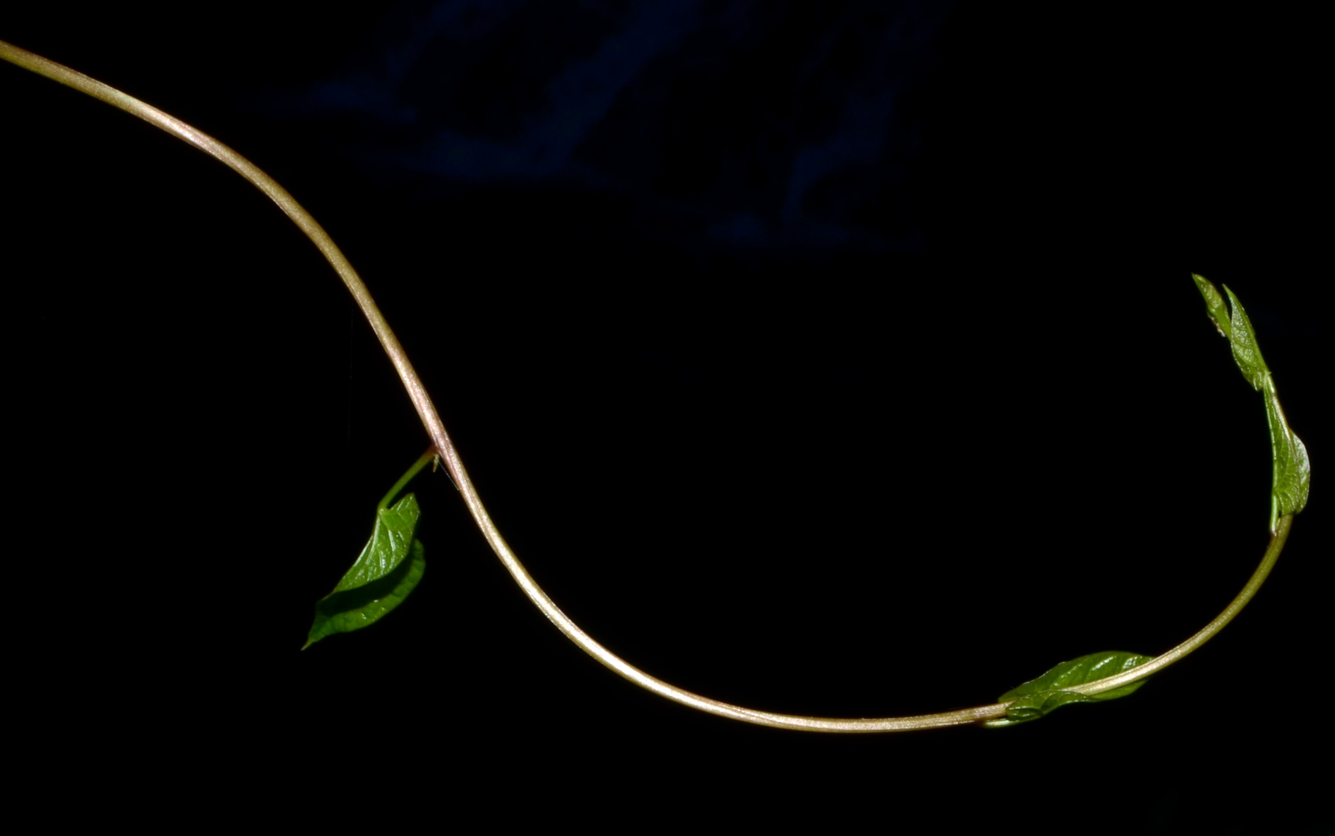<i>Calystegia silvatica ssp. disjuncta</i>