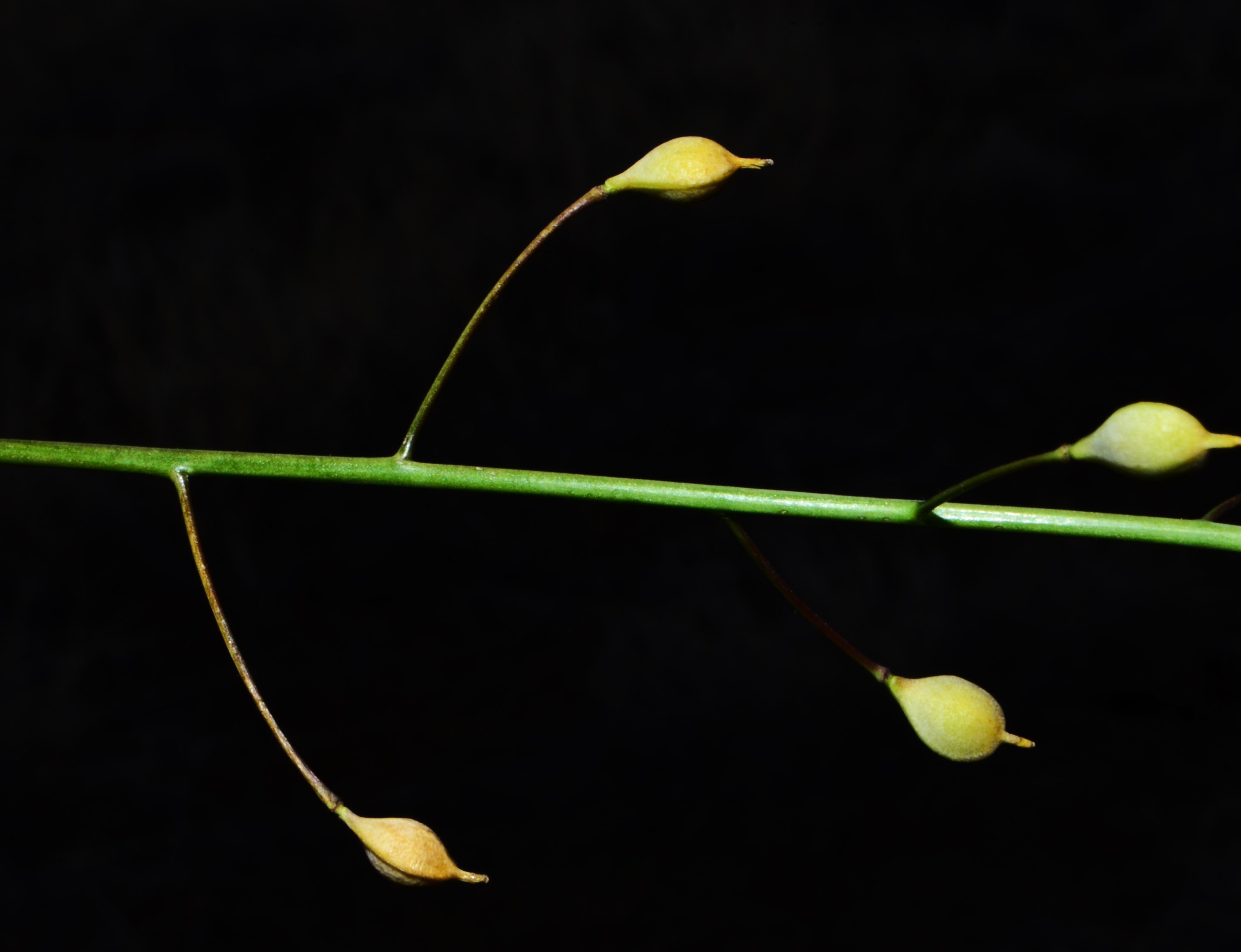 <i>Camelina microcarpa</i>
