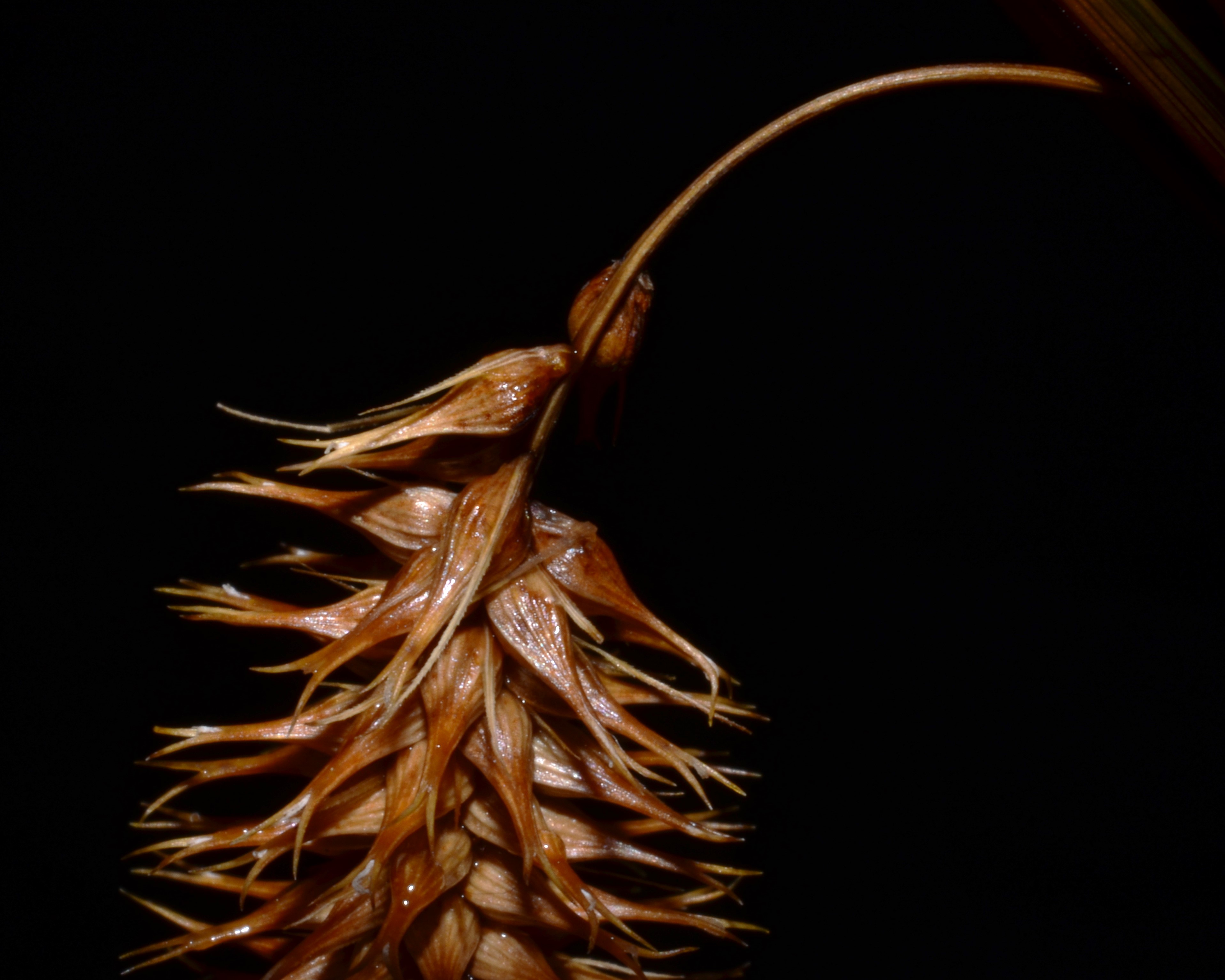 <i>Carex comosa</i>