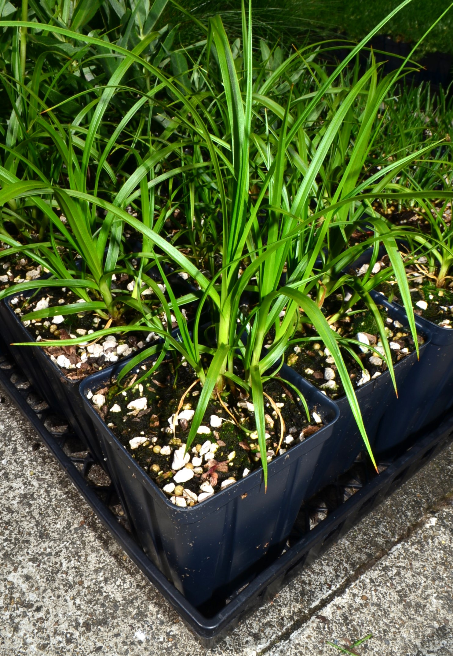 <i>Carex macrocephala</i>