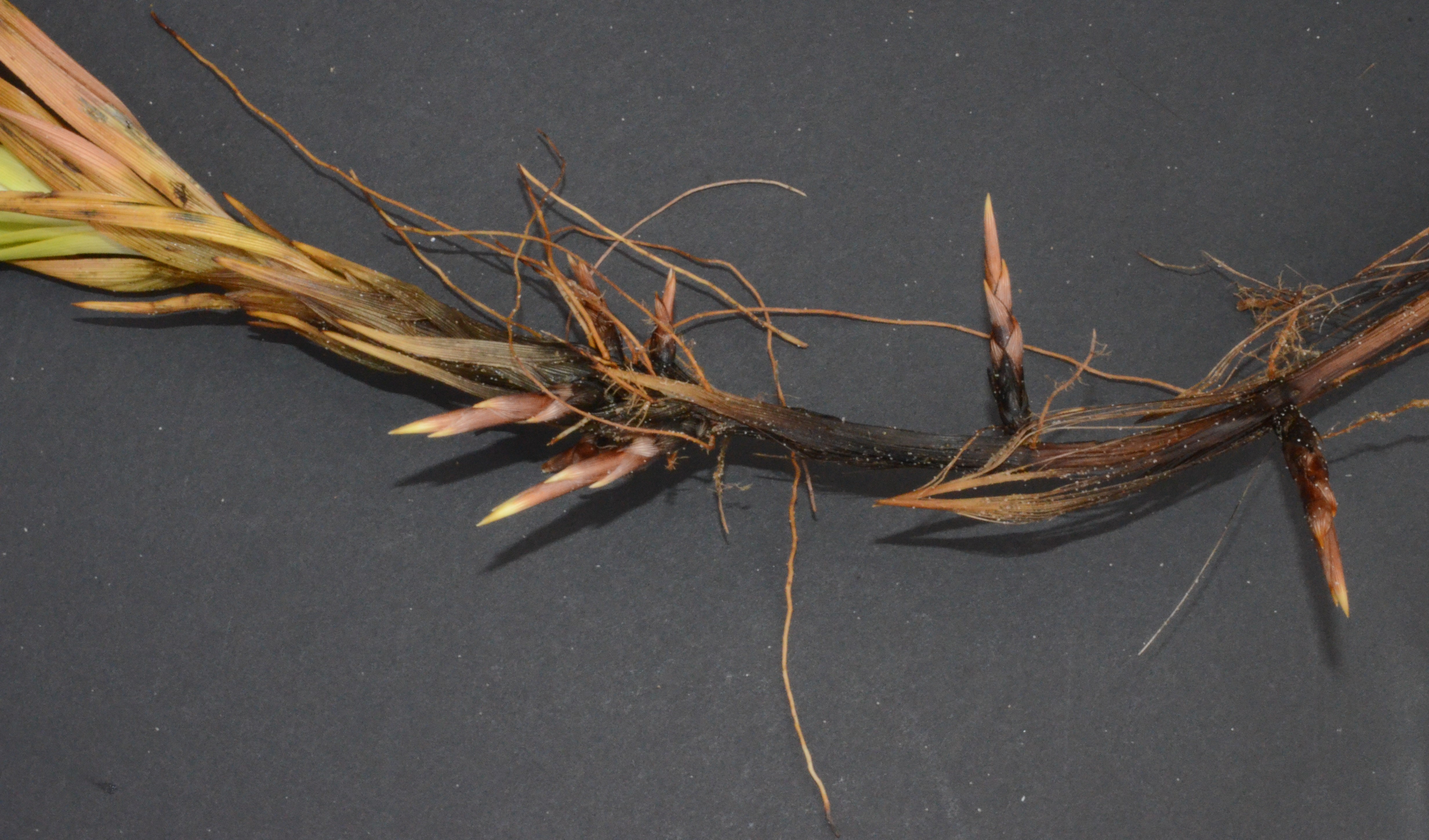 <i>Carex macrocephala</i>