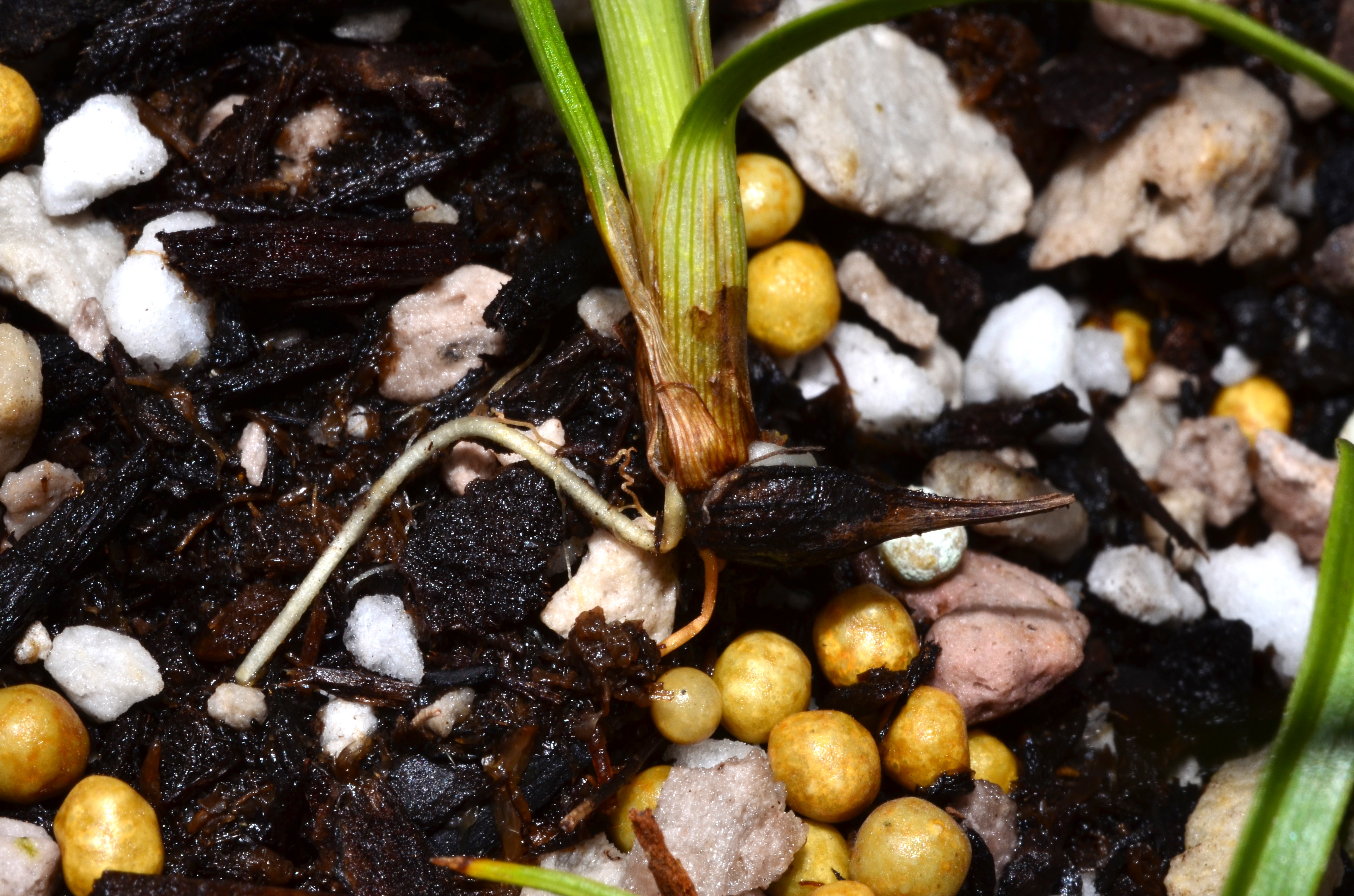<i>Carex macrocephala</i>