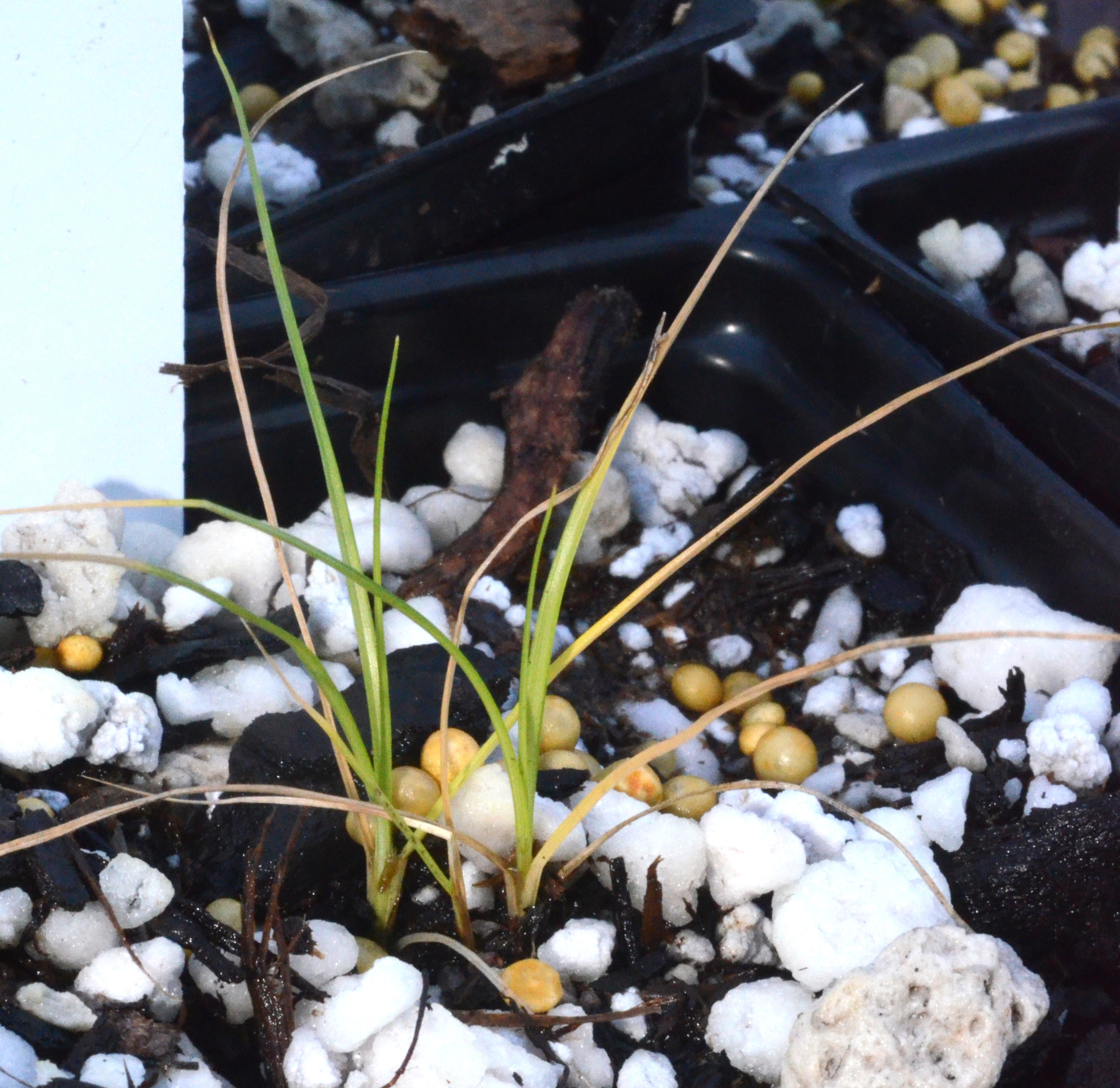 <i>Carex pachystachya</i>
