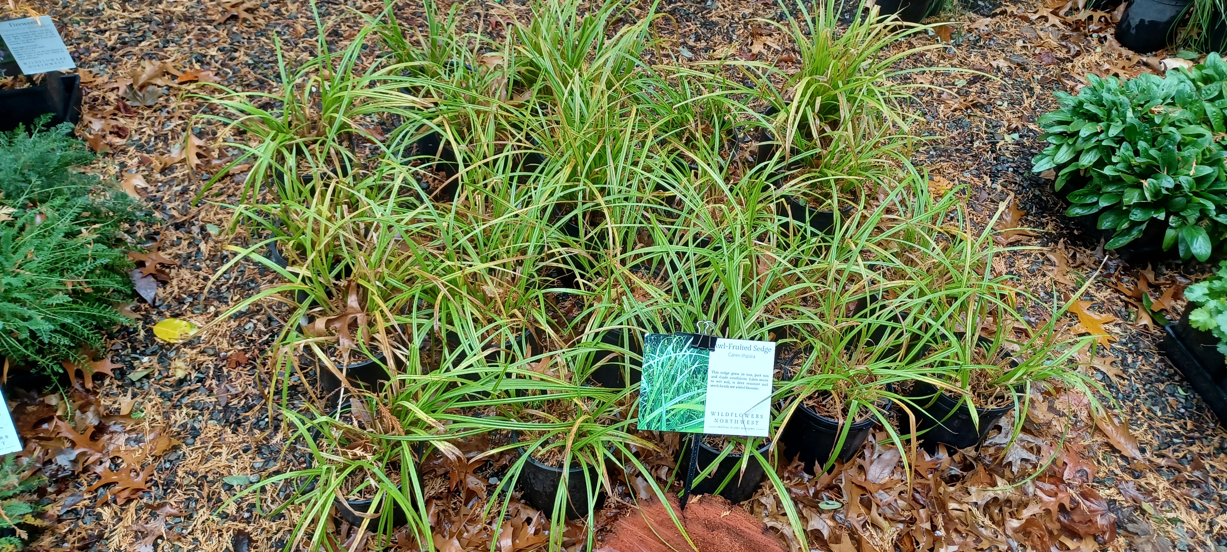 <i>Carex stipata</i>