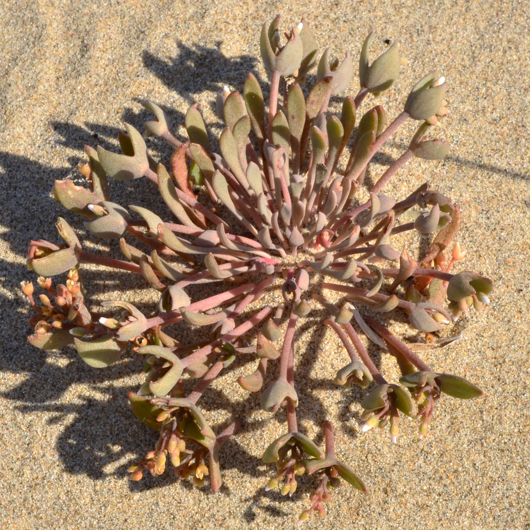 <i>Claytonia rubra</i>