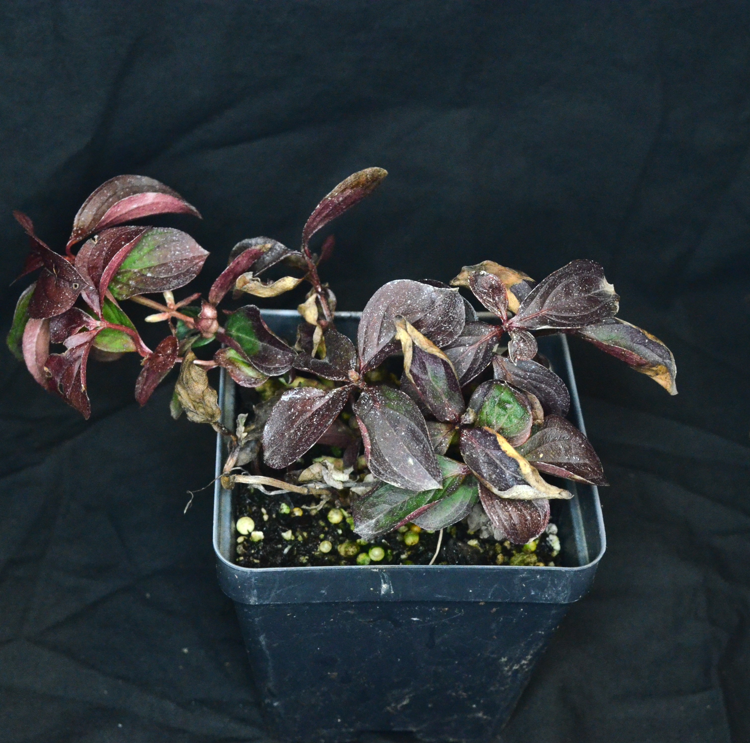 <i>Cornus unalaschkensis</i>