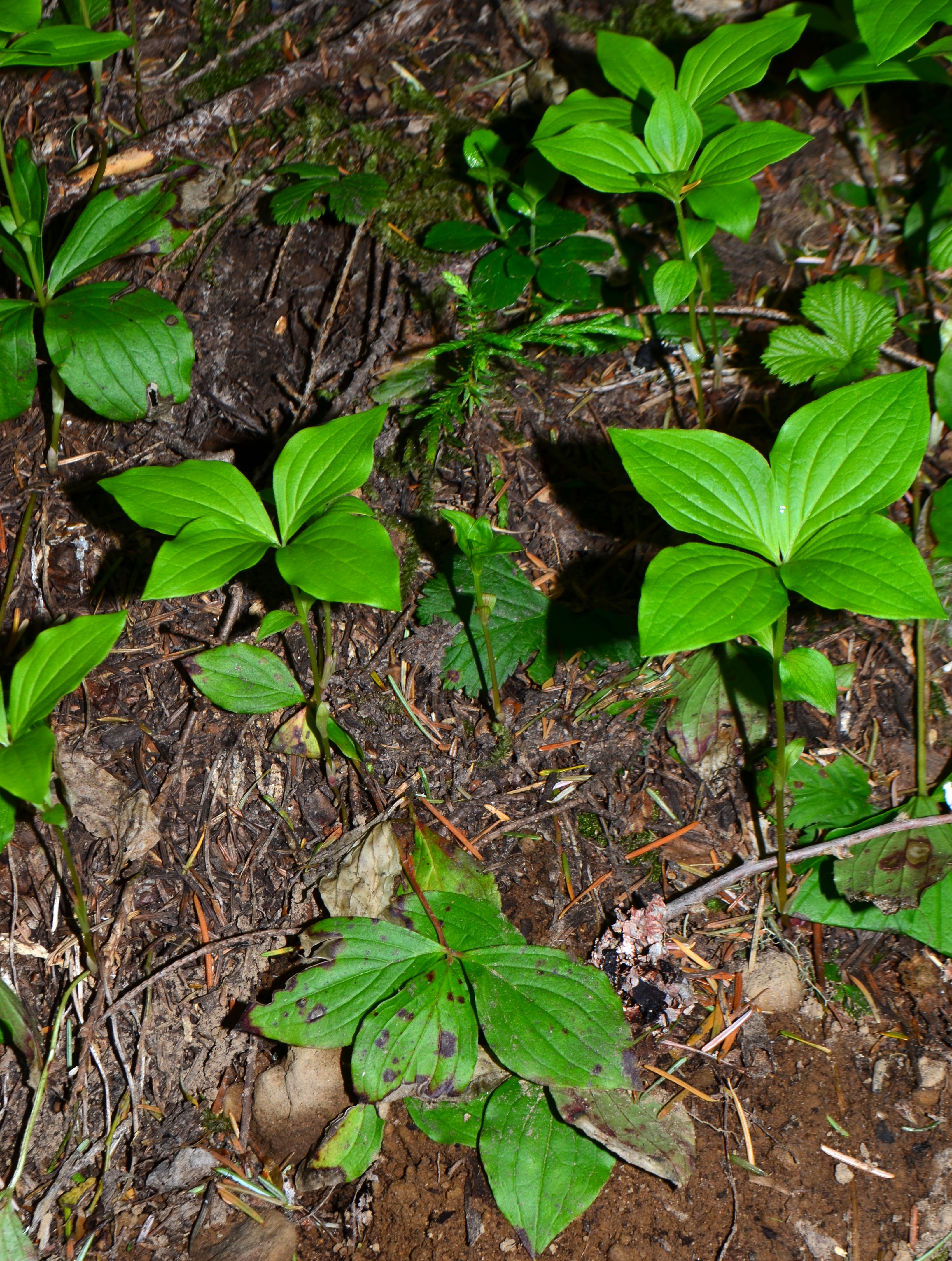 <i>Cornus unalaschkensis</i>