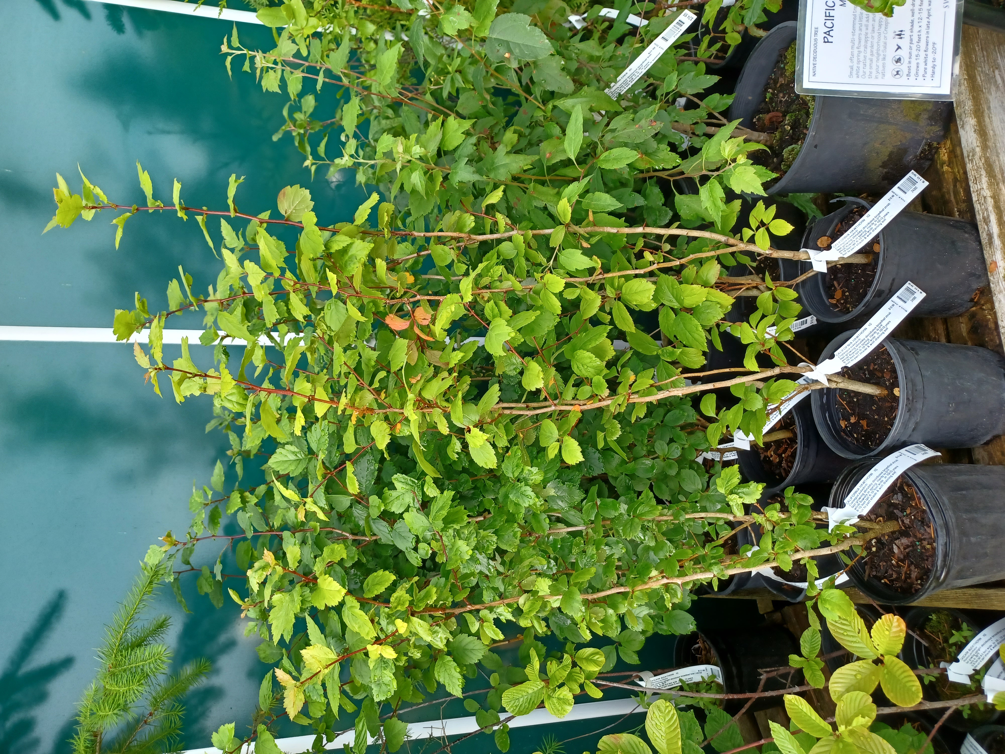 <i>Crataegus gaylussacia</i>