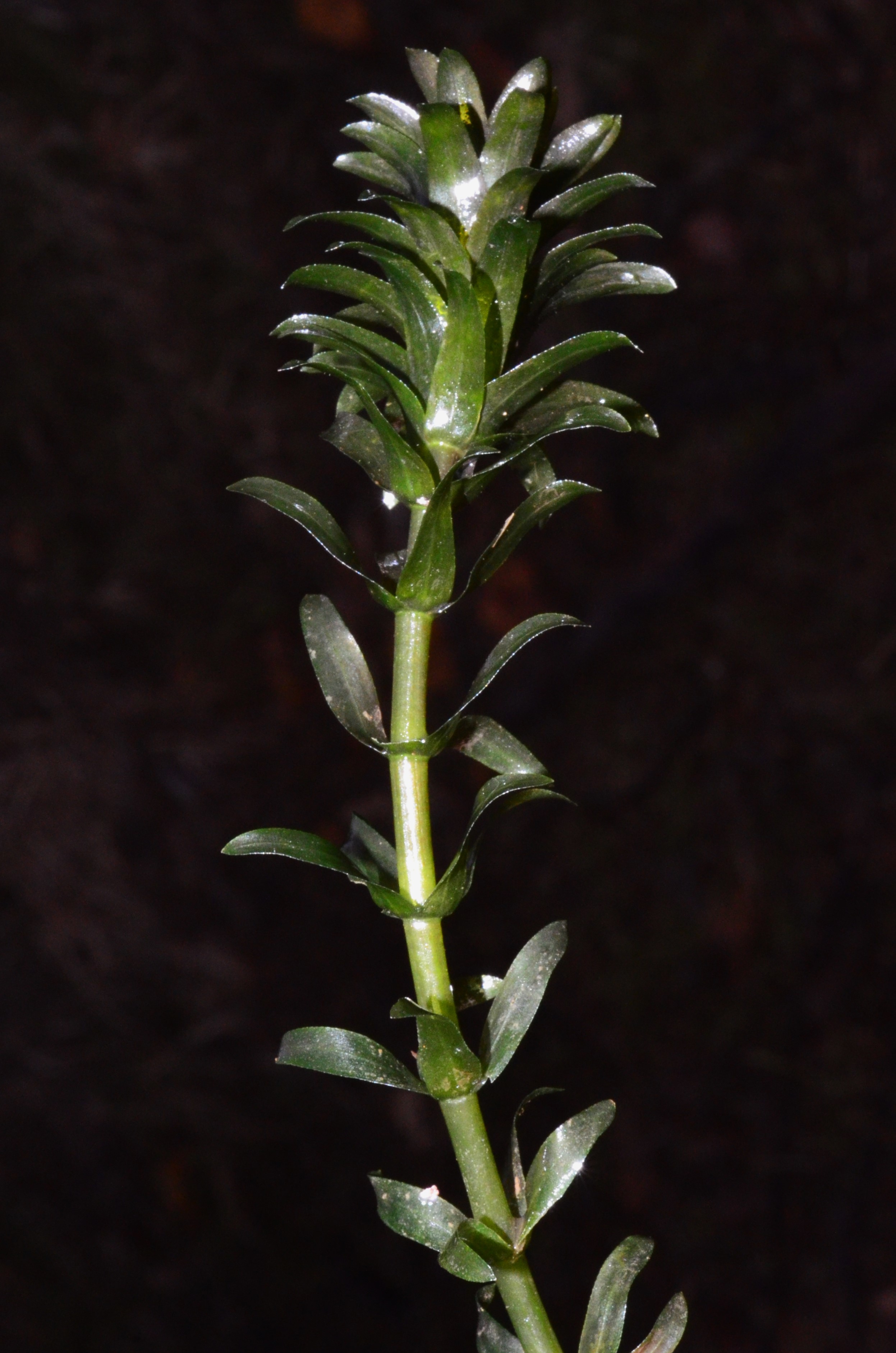 <i>Egeria densa</i>