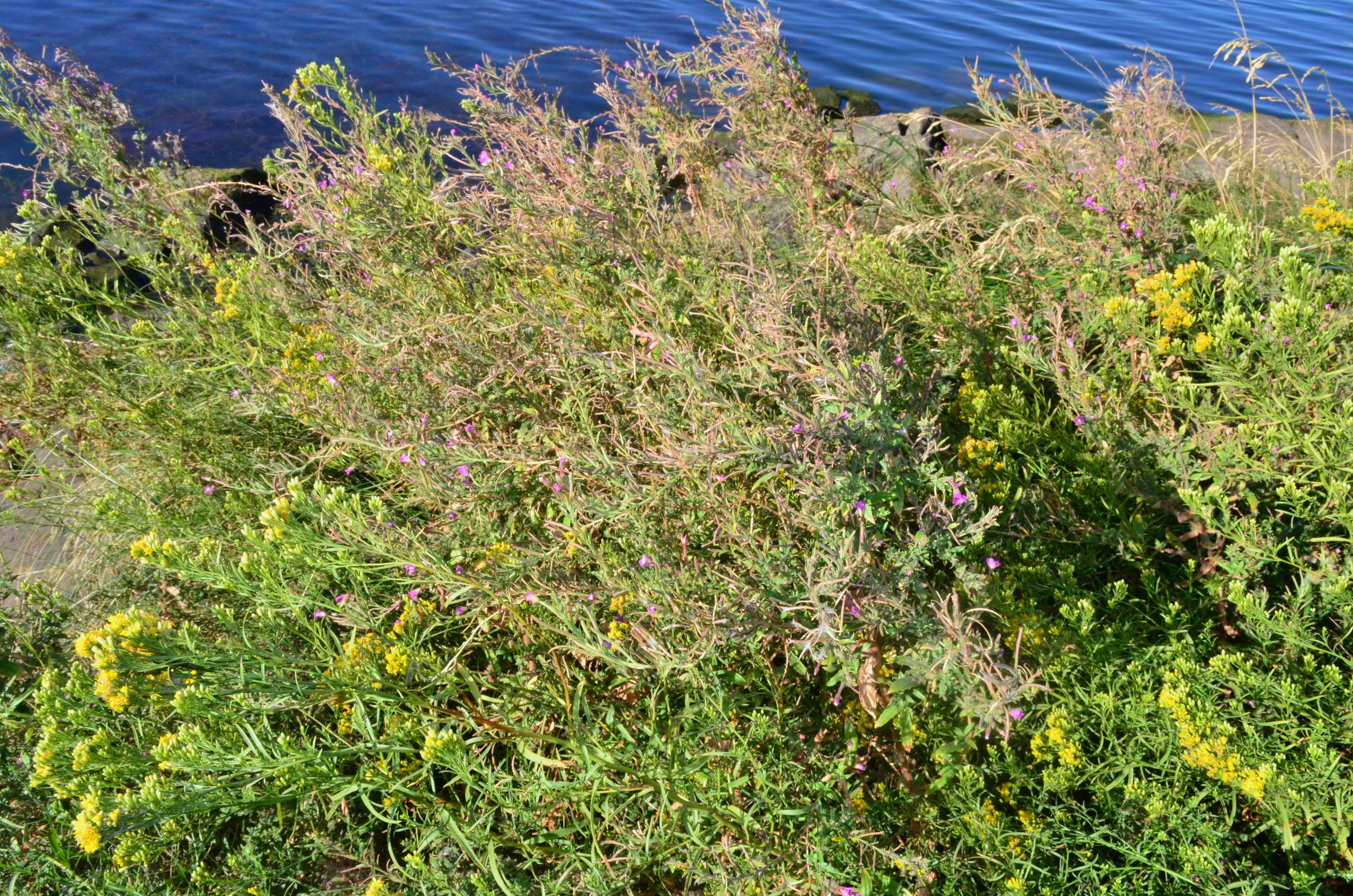 <i>Epilobium hirsutum</i>