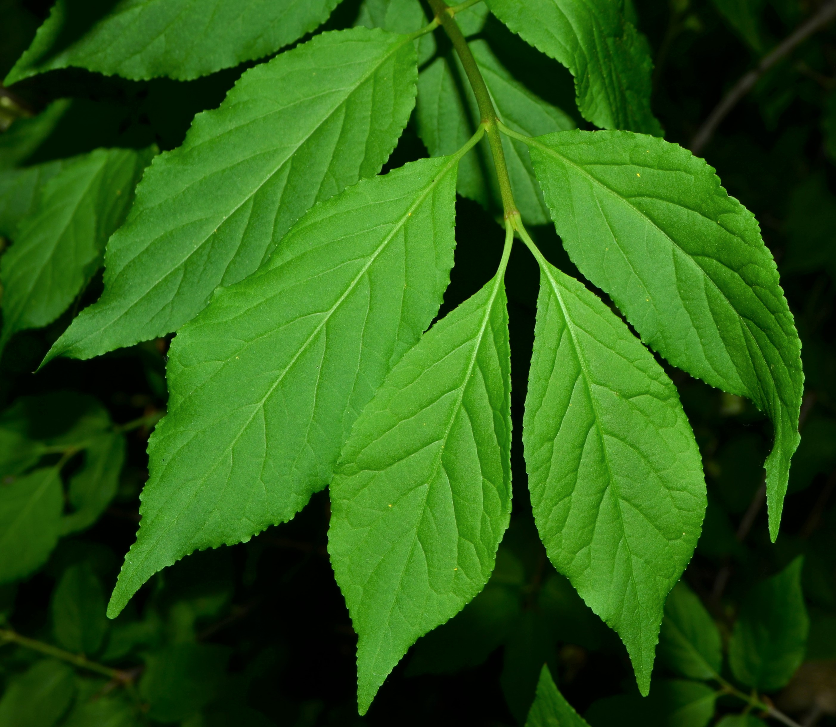 <i>Euonymus occidentalis</i>