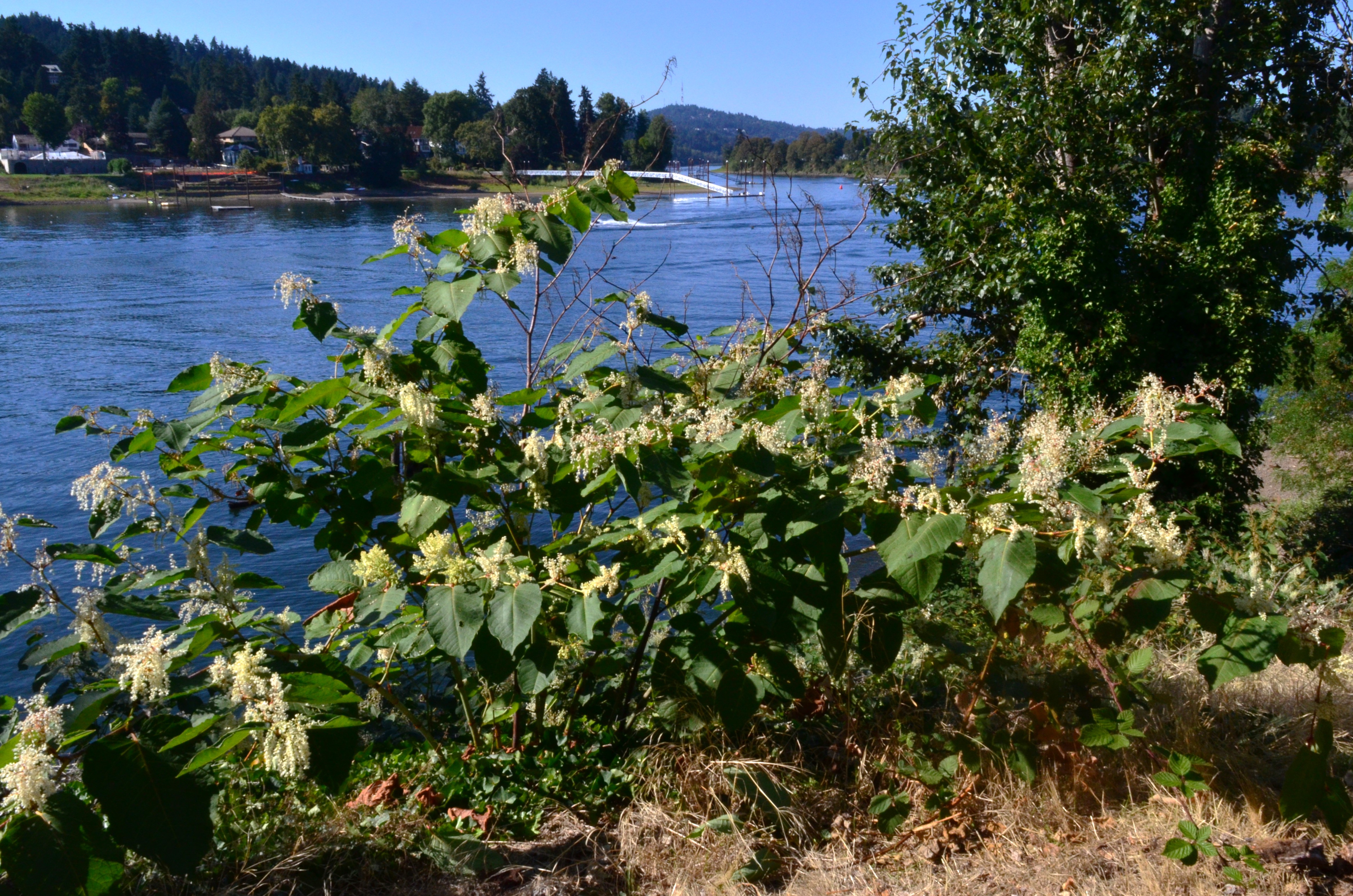 <i>Fallopia sachalinensis</i>