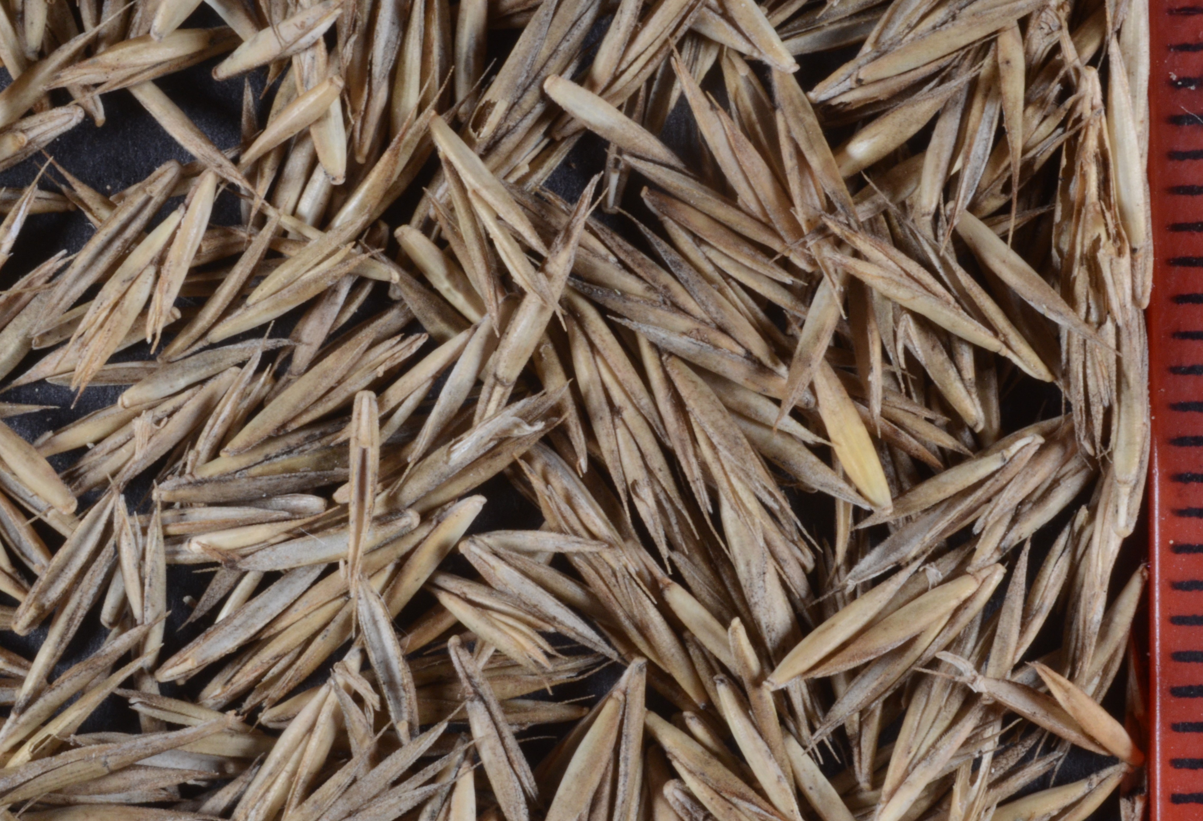 <i>Festuca rubra</i>