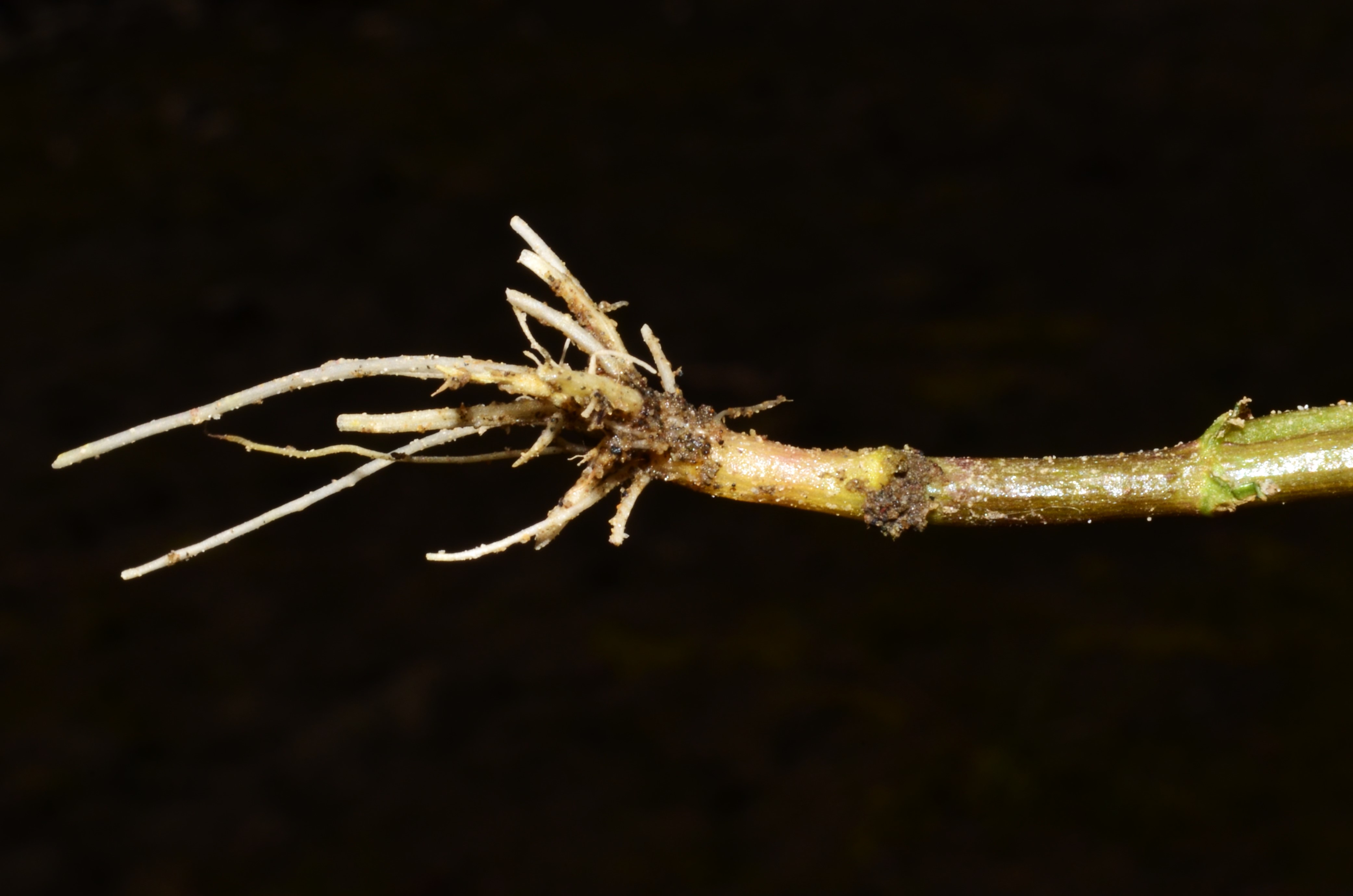 <i>Gratiola neglecta</i>