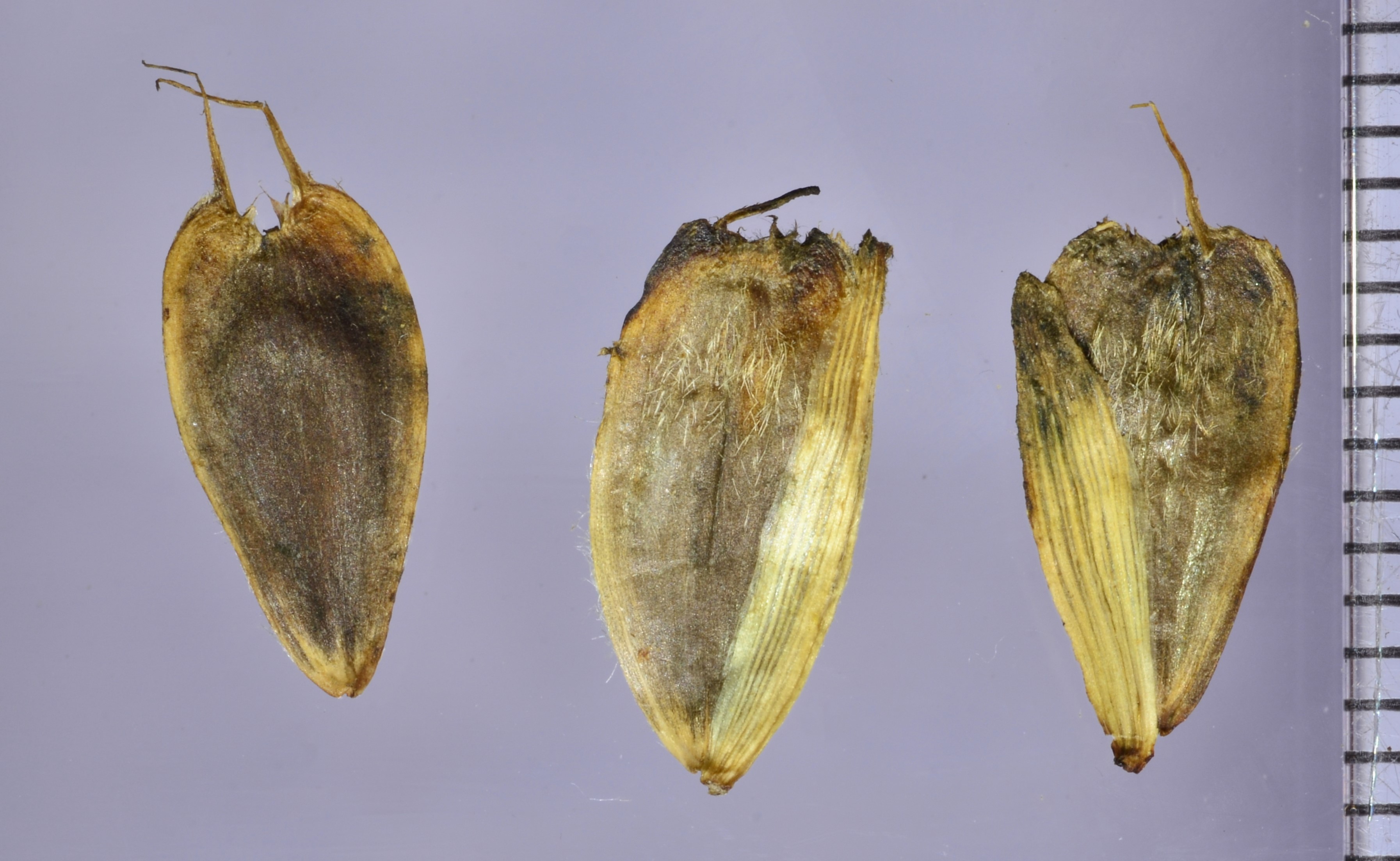 <i>Helianthella uniflora</i>