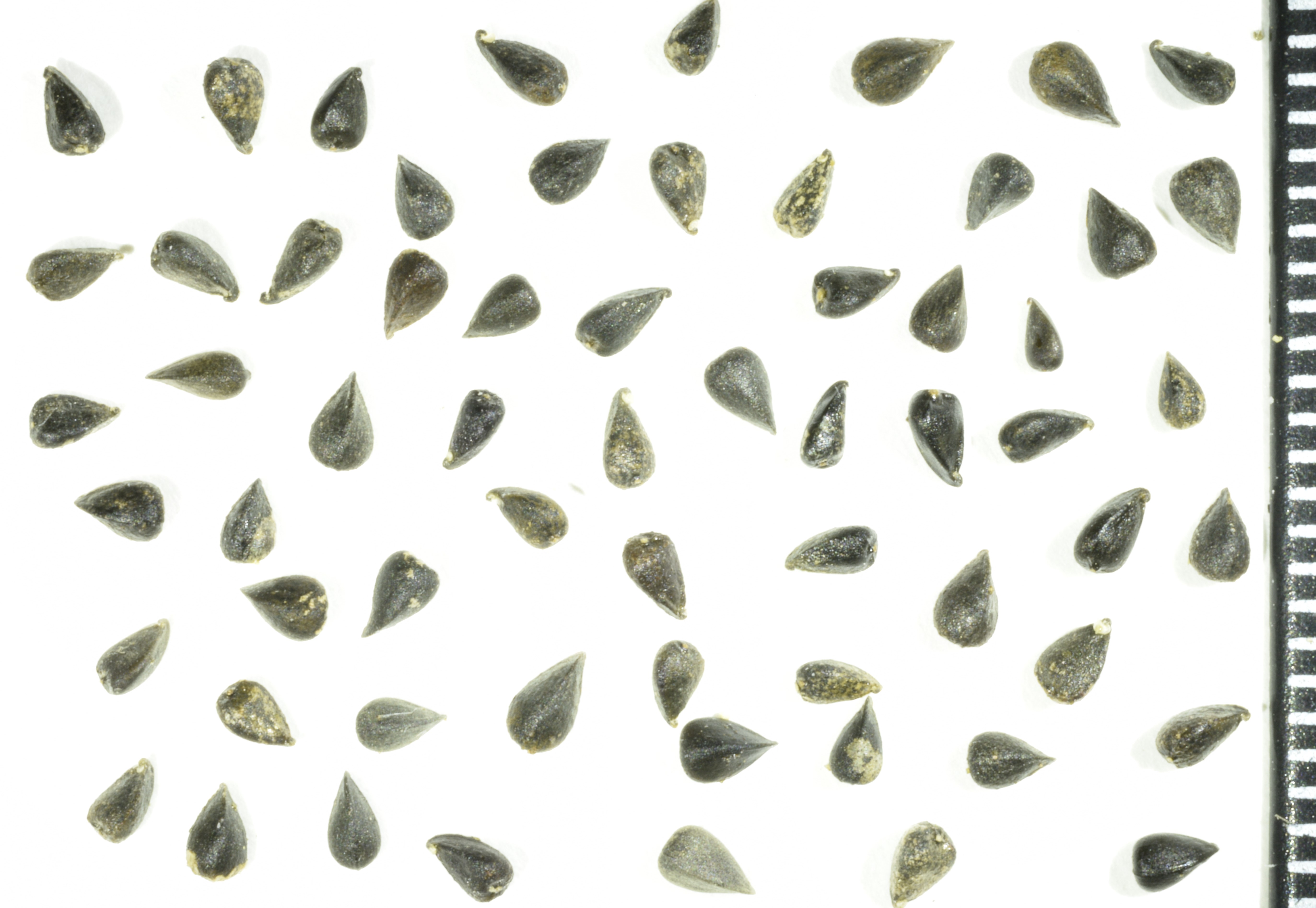 <i>Hemizonia congesta</i>