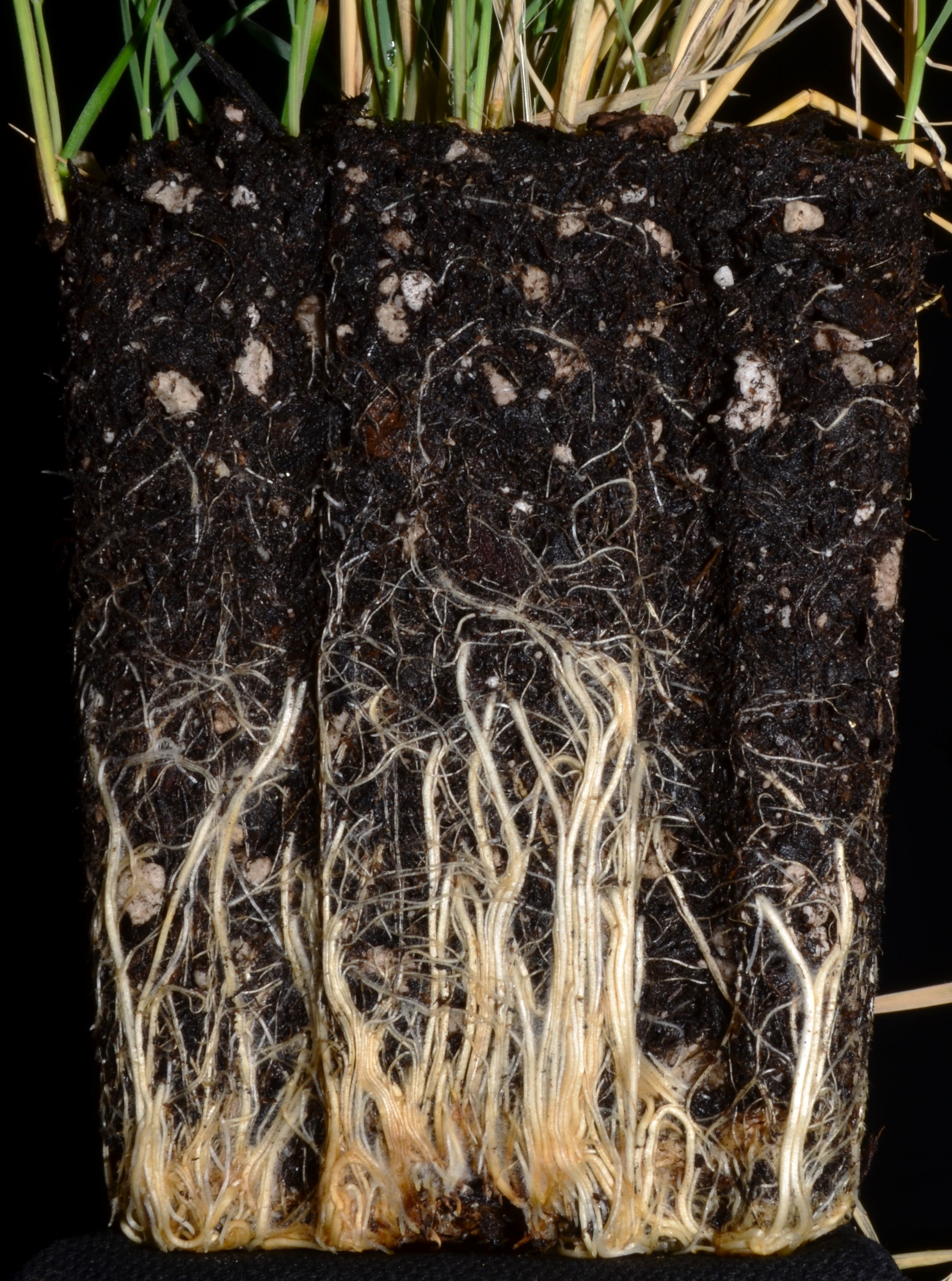 <i>Hordeum jubatum ssp. jubatum</i>
