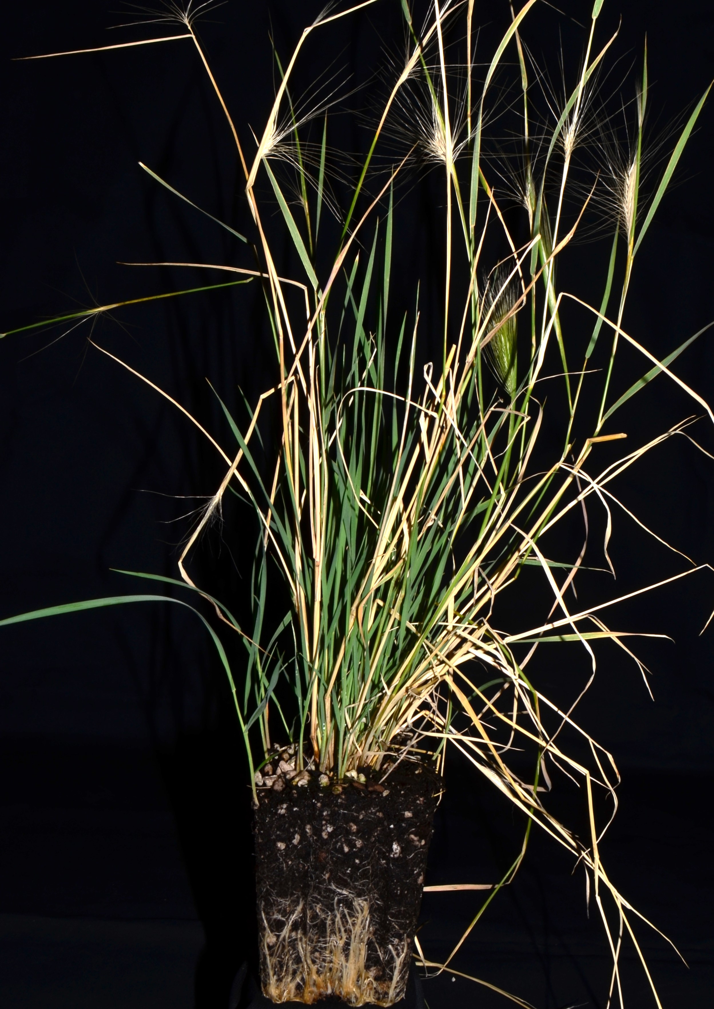 <i>Hordeum jubatum ssp. jubatum</i>