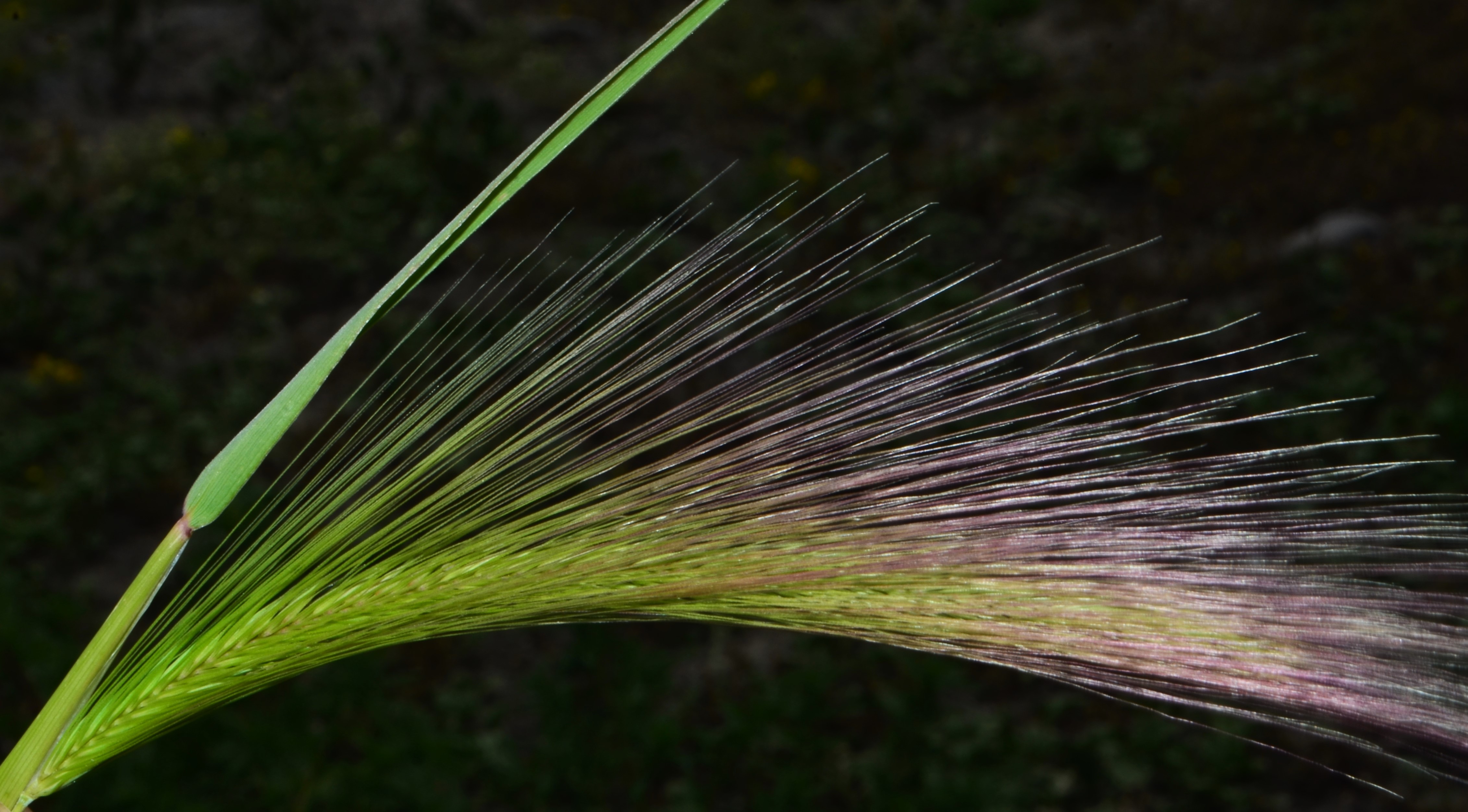 <i>Hordeum jubatum ssp. jubatum</i>
