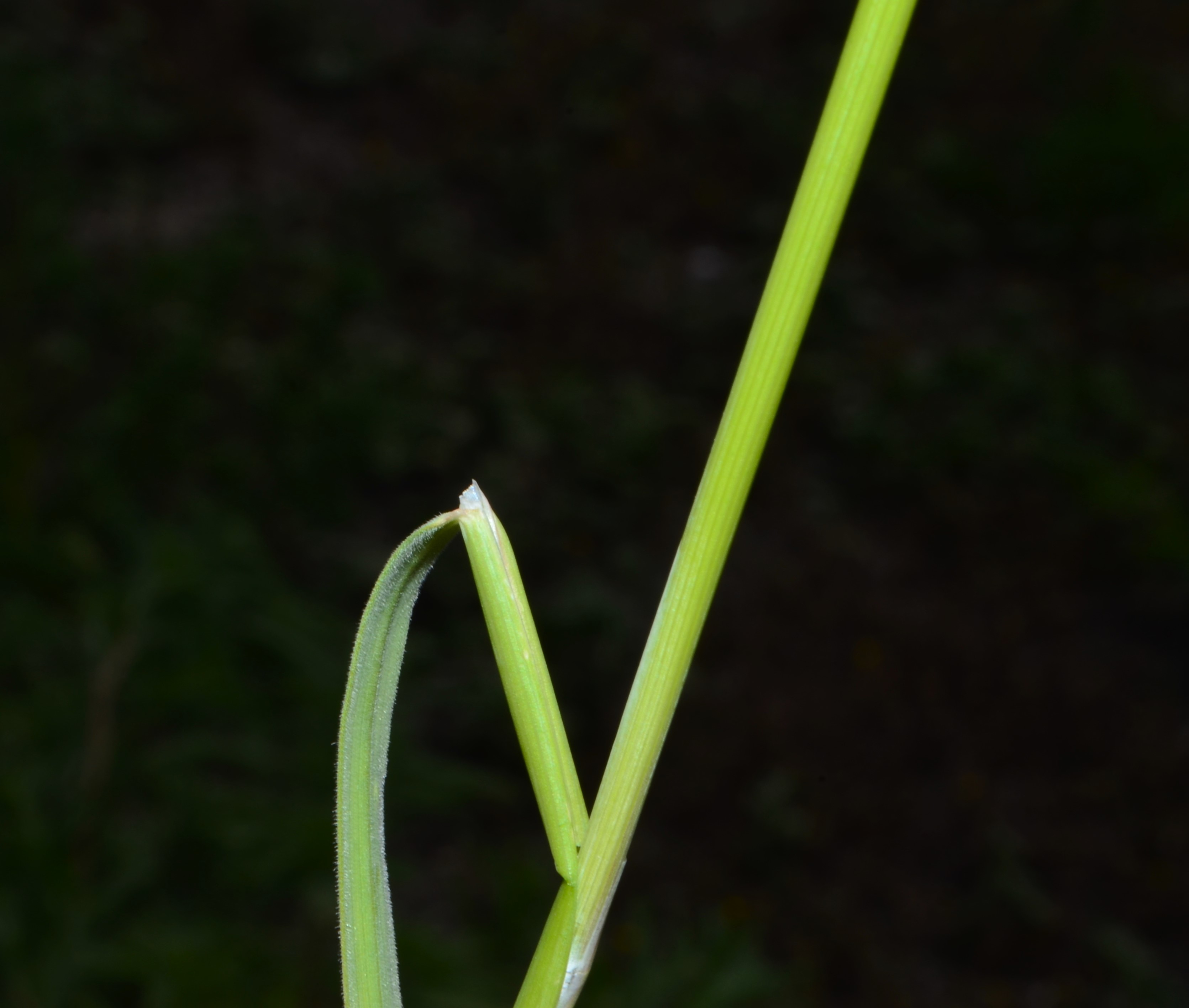 <i>Hordeum jubatum ssp. jubatum</i>