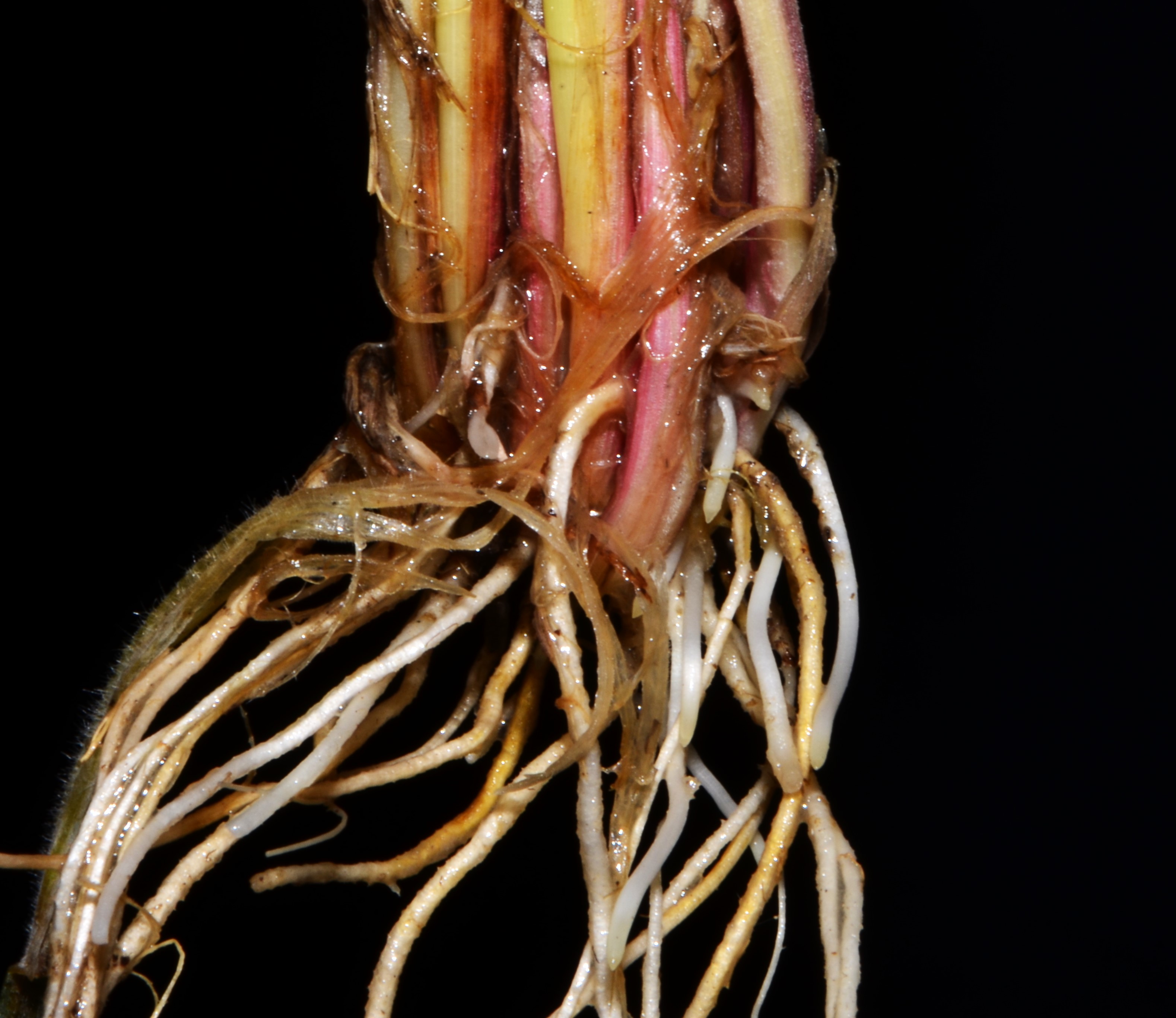 <i>Hordeum jubatum ssp. jubatum</i>