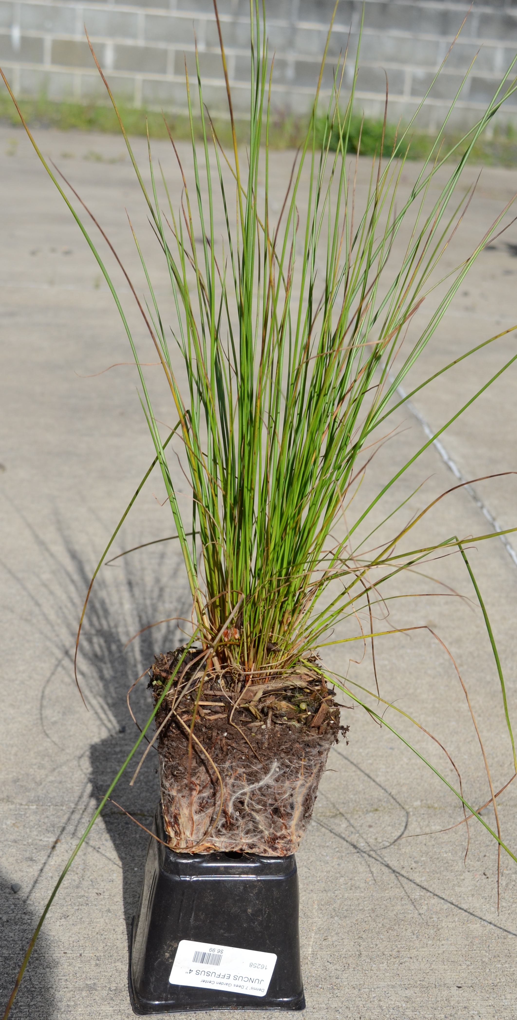 <i>Juncus effusus</i>