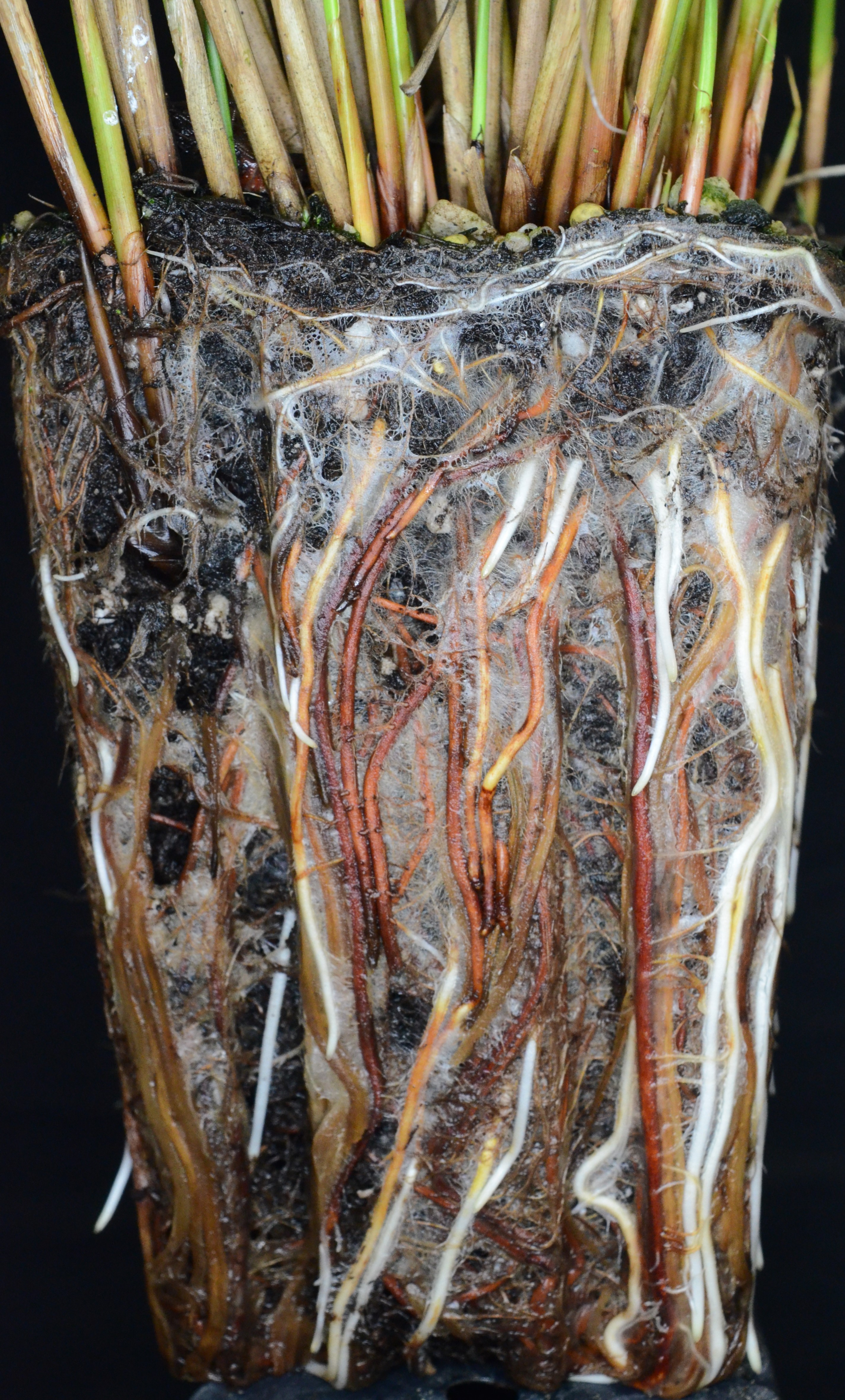 <i>Juncus effusus</i>