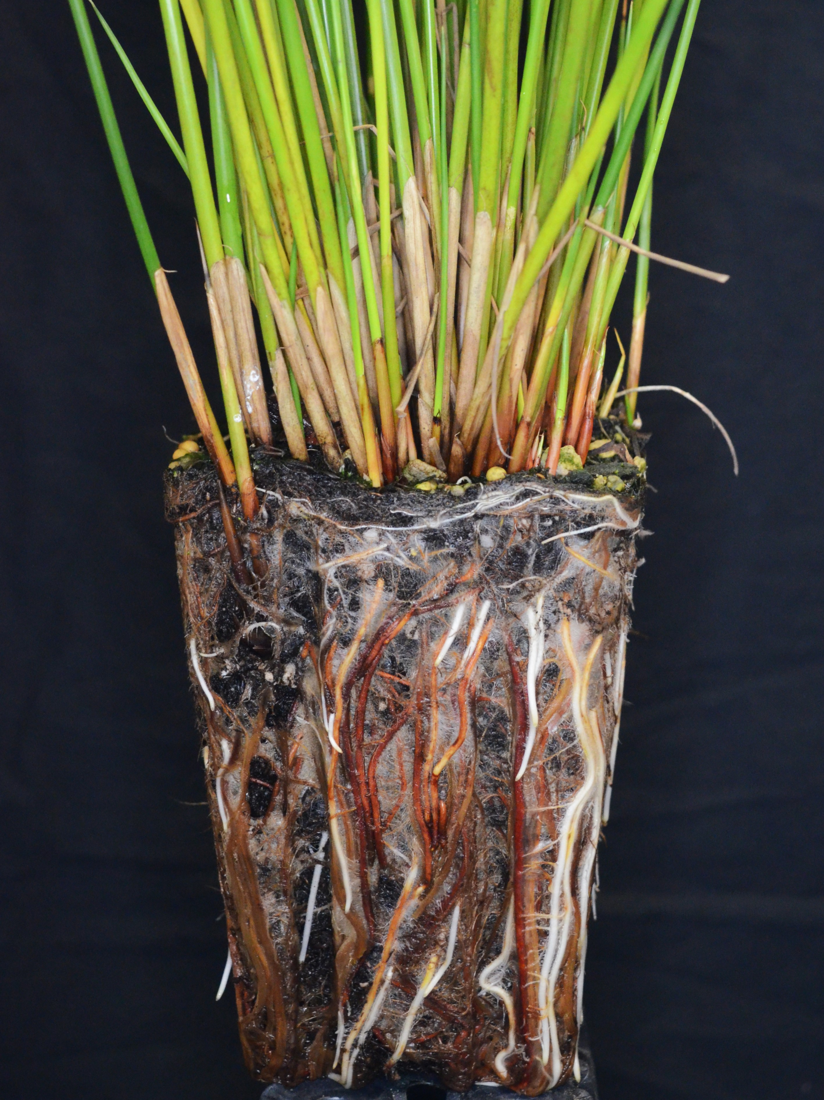 <i>Juncus effusus</i>