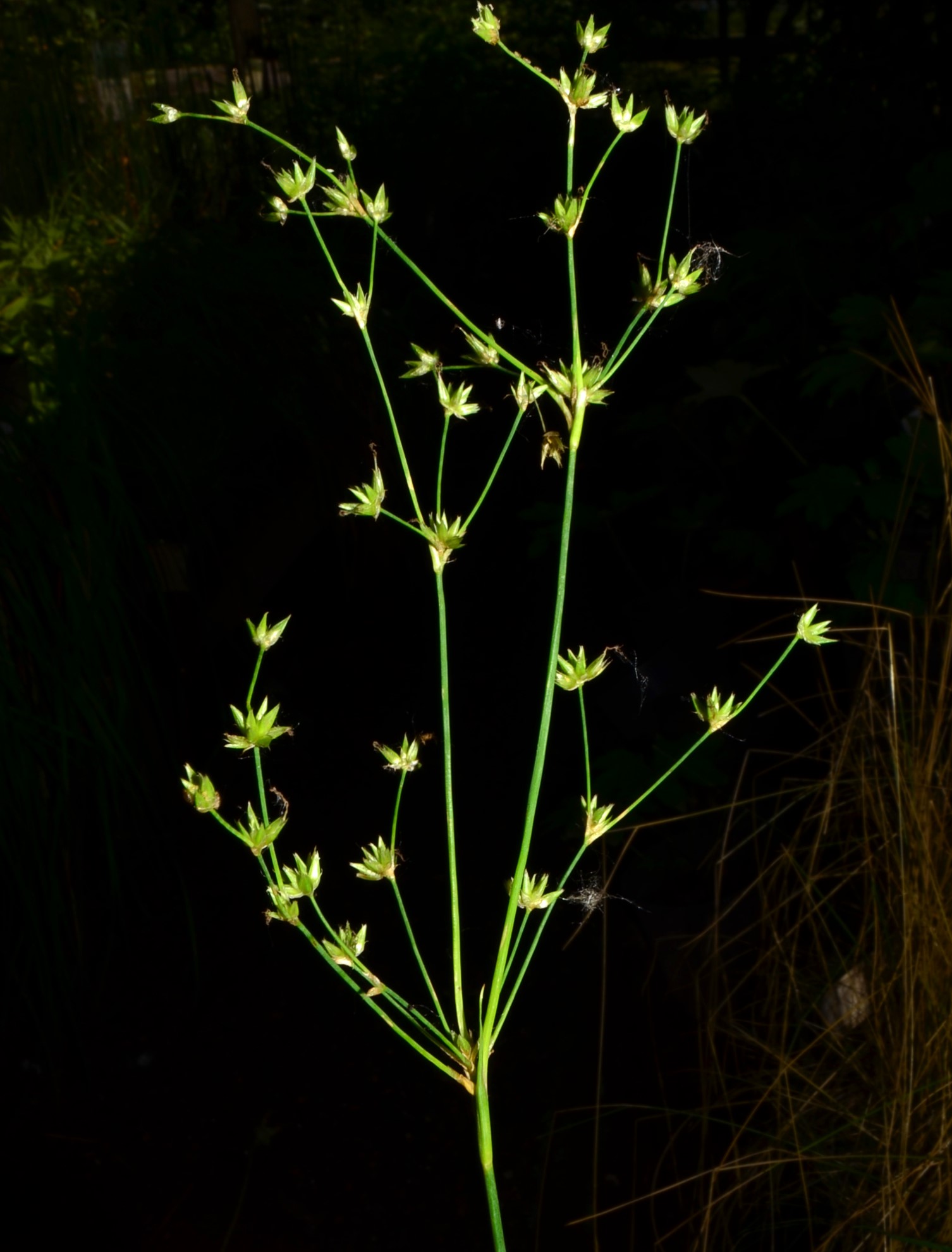 <i>Juncus nevadensis</i>