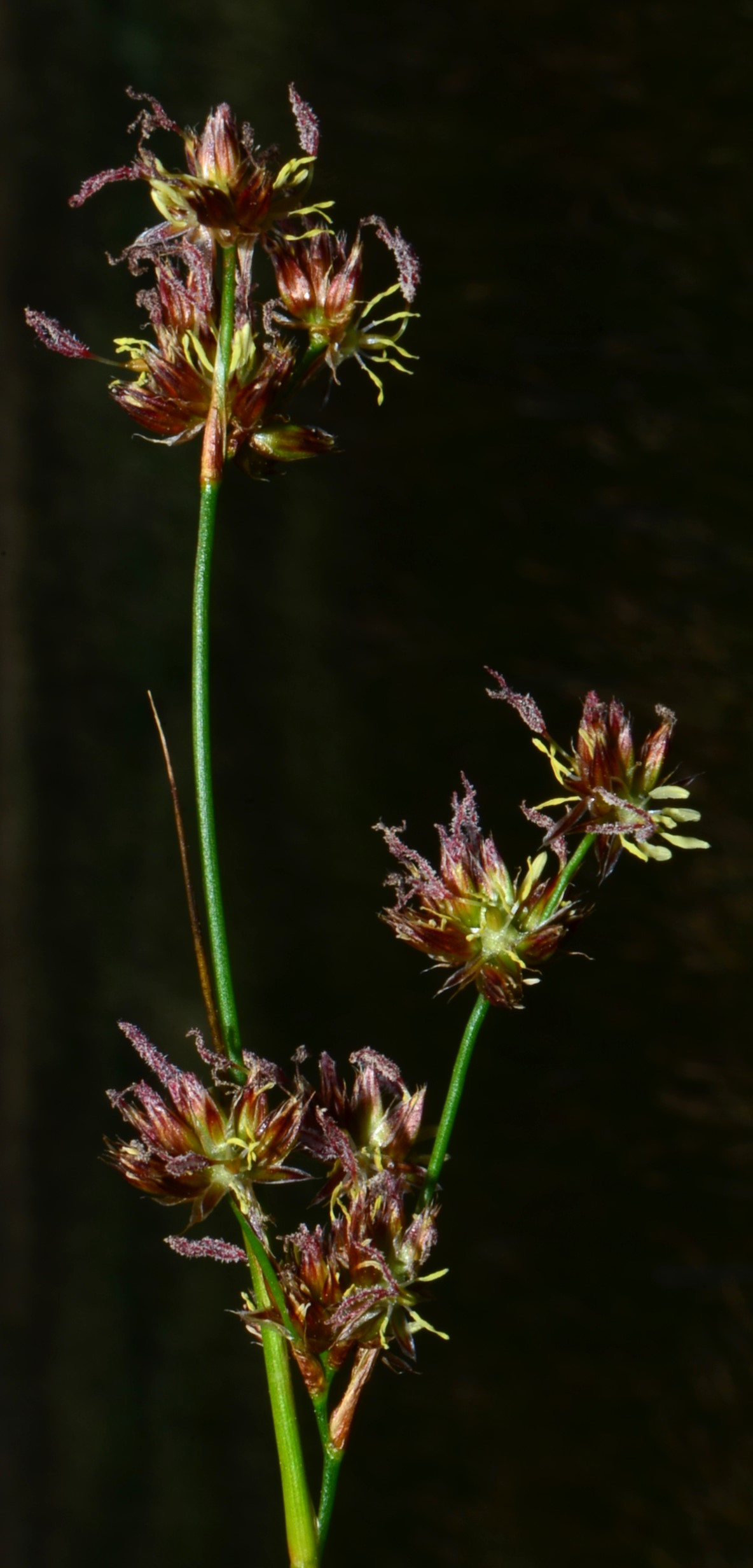 <i>Juncus nevadensis var. nevadensis</i>
