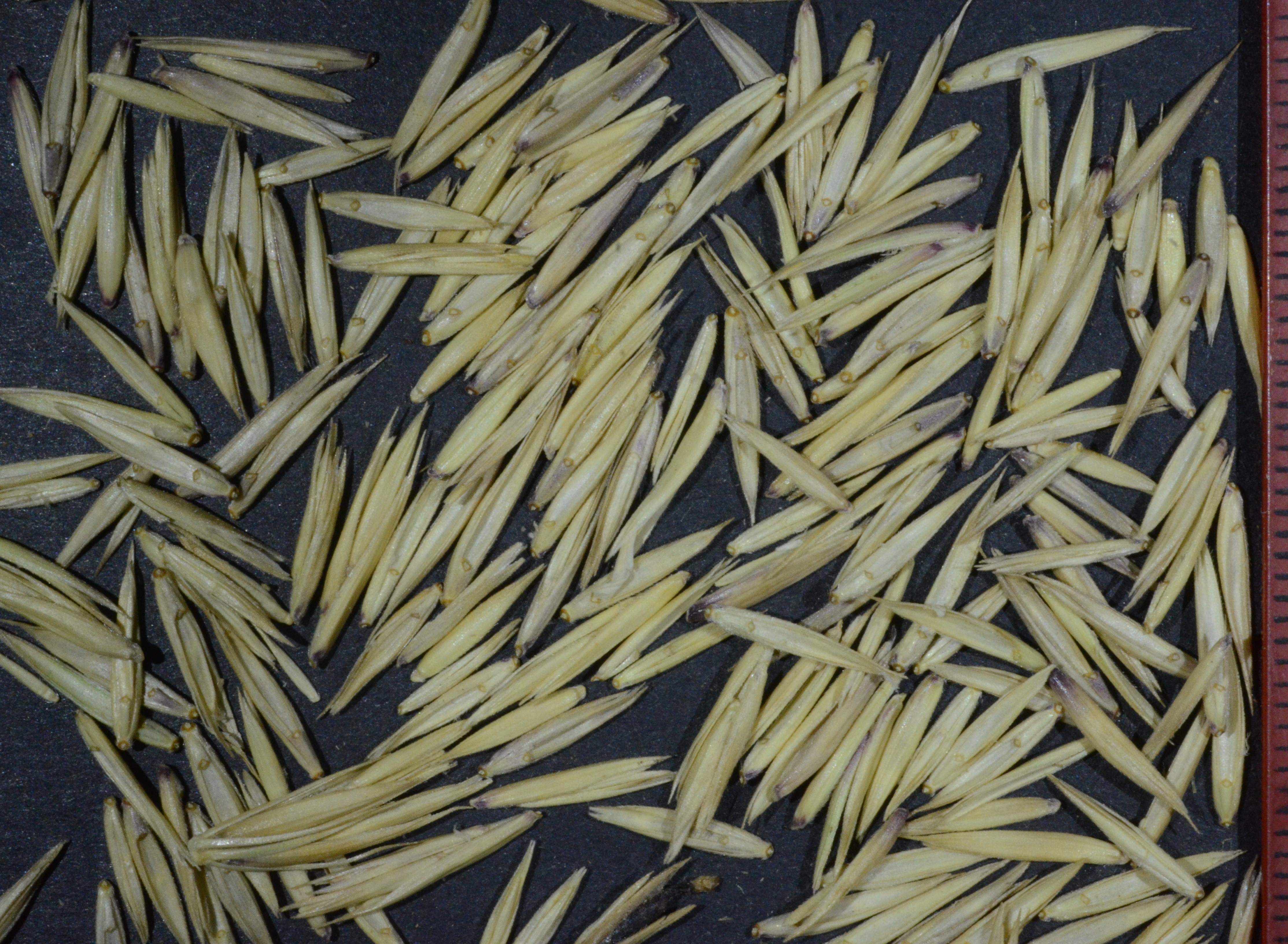 <i>Leymus cinereus</i>
